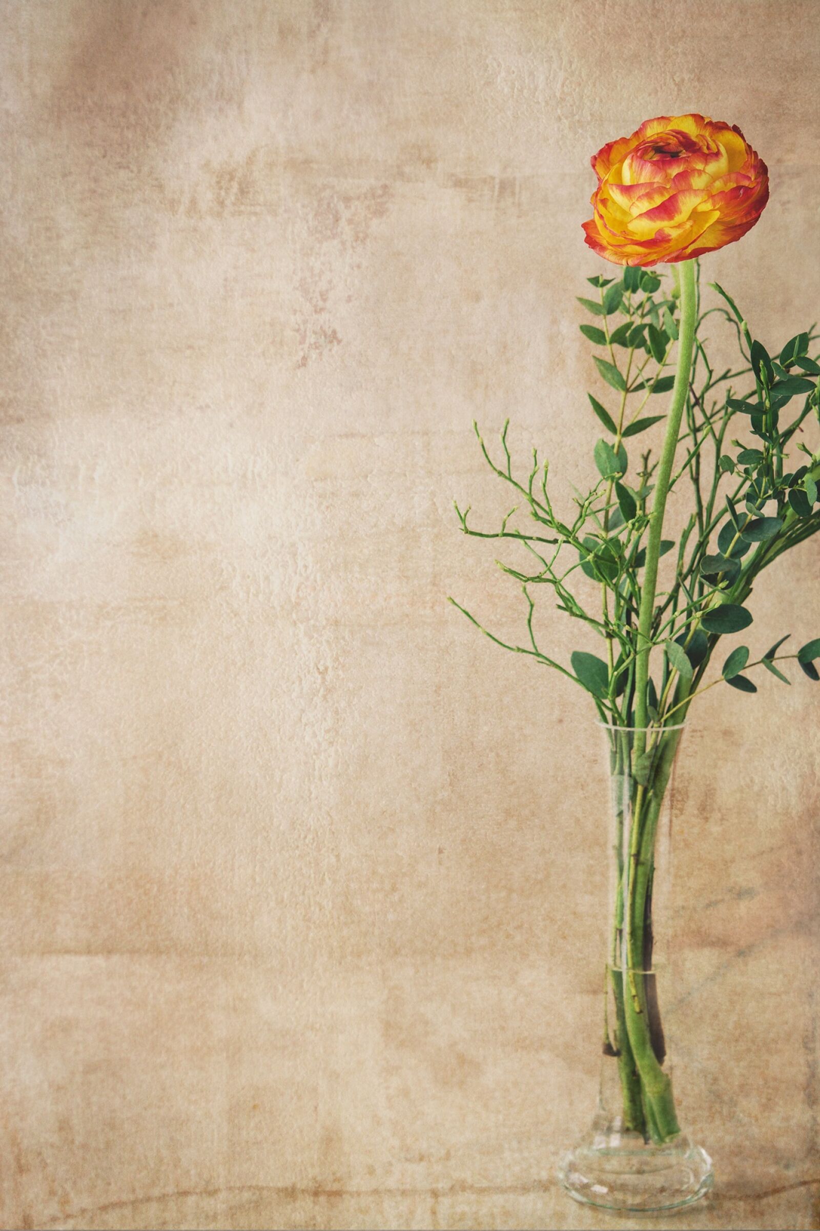 Nikon D7100 sample photo. Ranunculus, flower, blossom photography