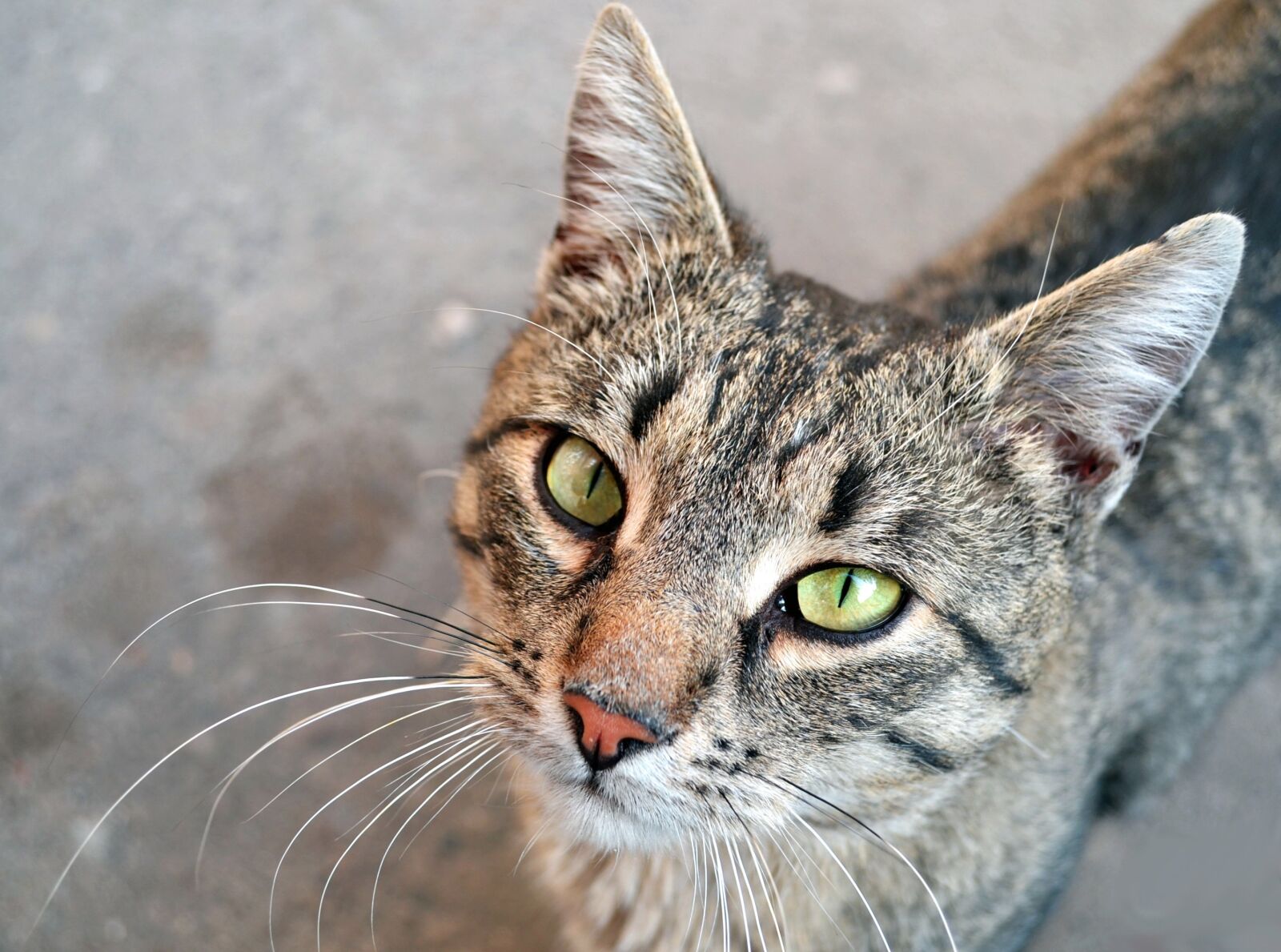 Nikon D3100 sample photo. Cat, eyes, mustache photography
