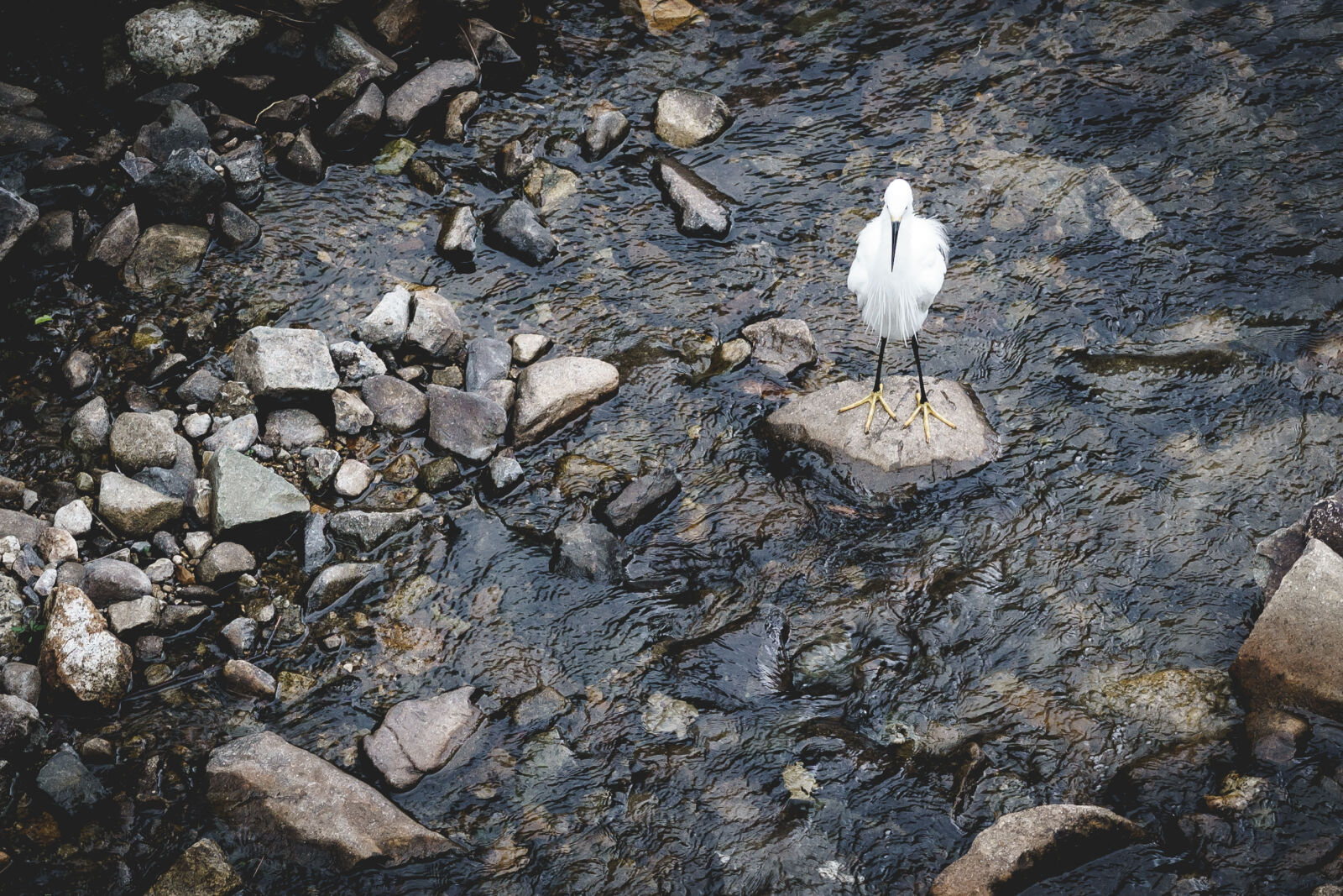 Sony a6000 + E 60mm F2.8 sample photo. Bird photography