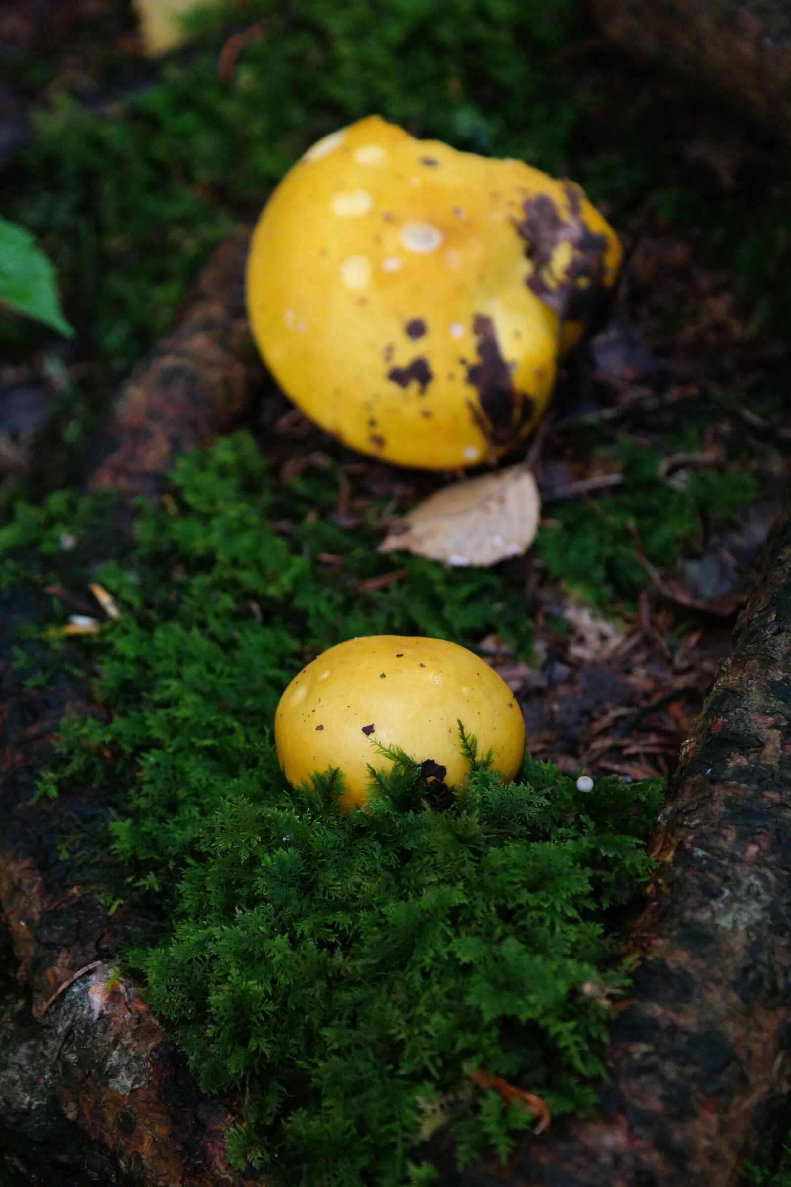 Samsung NX300 sample photo. Mushroom, yellow, forest photography