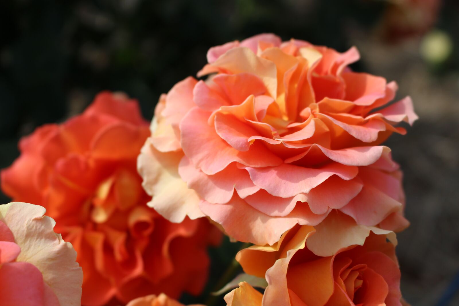 Canon EOS 100D (EOS Rebel SL1 / EOS Kiss X7) sample photo. Plant, rose, orange photography