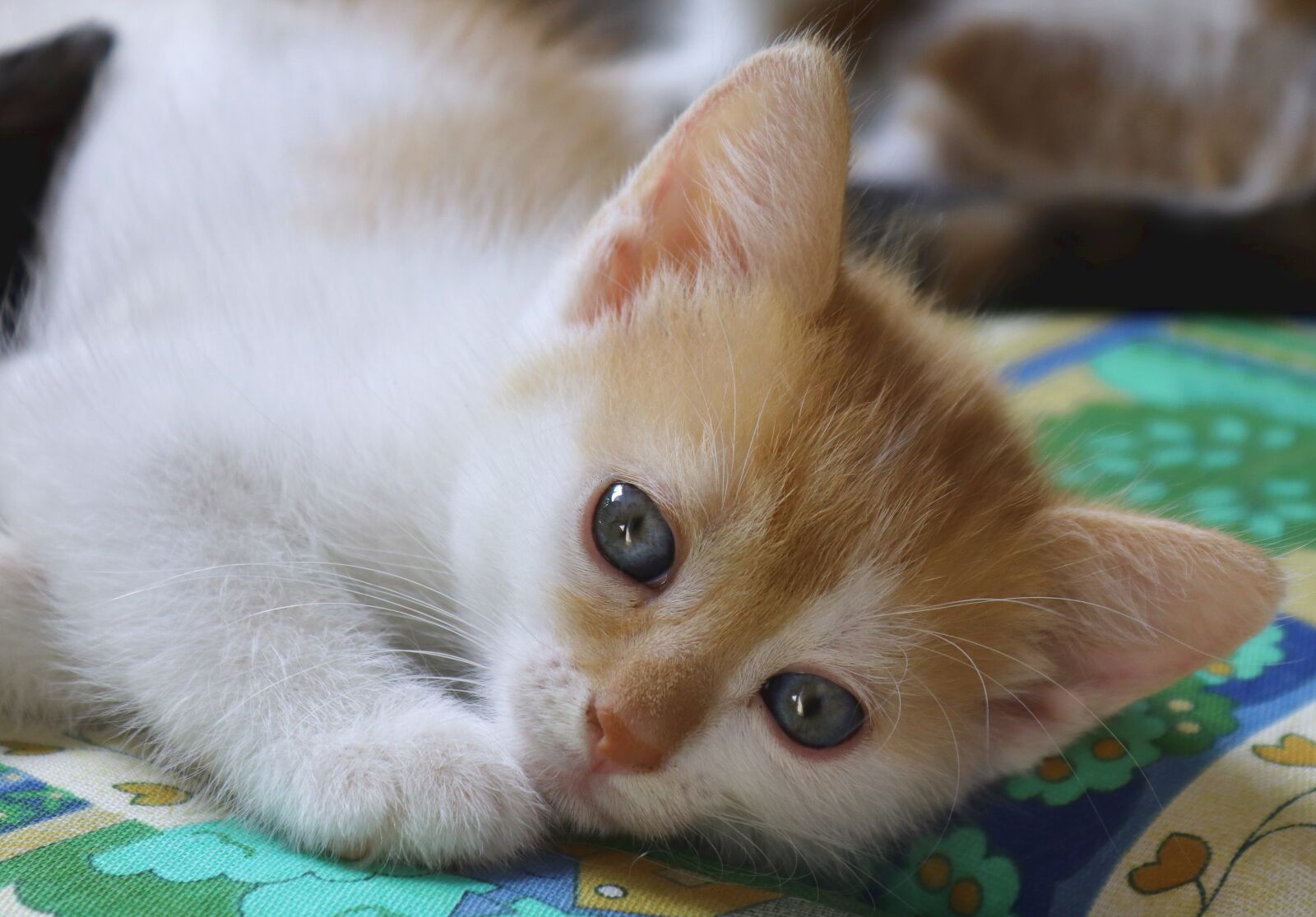 Canon EOS 200D (EOS Rebel SL2 / EOS Kiss X9) sample photo. Cat, domestic cat, pet photography