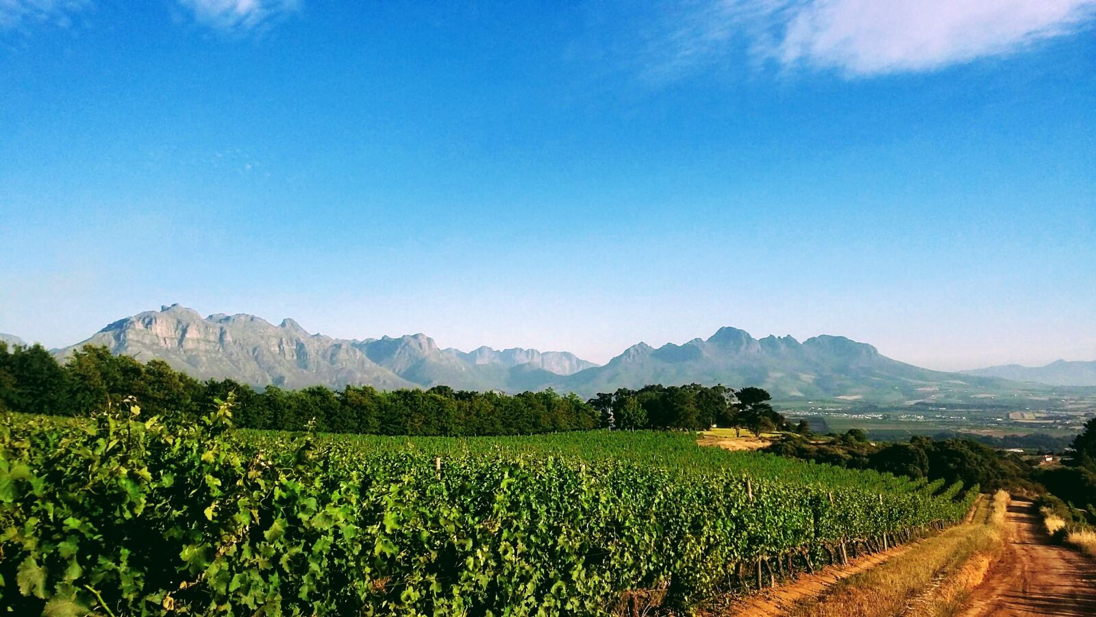 Samsung Galaxy A3 sample photo. Wine, farm, harvest photography