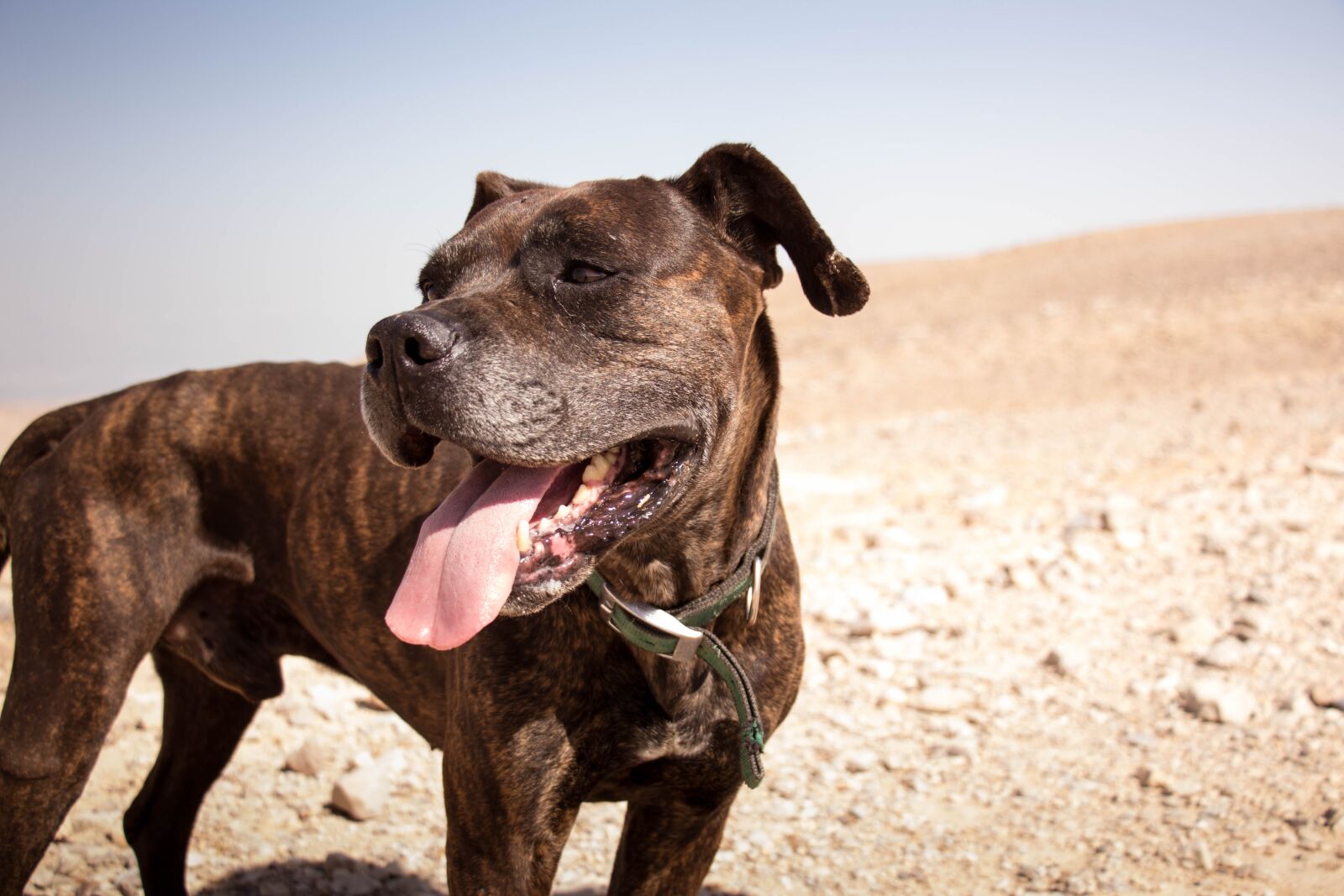Canon EOS 80D sample photo. Dog, desert, nature photography