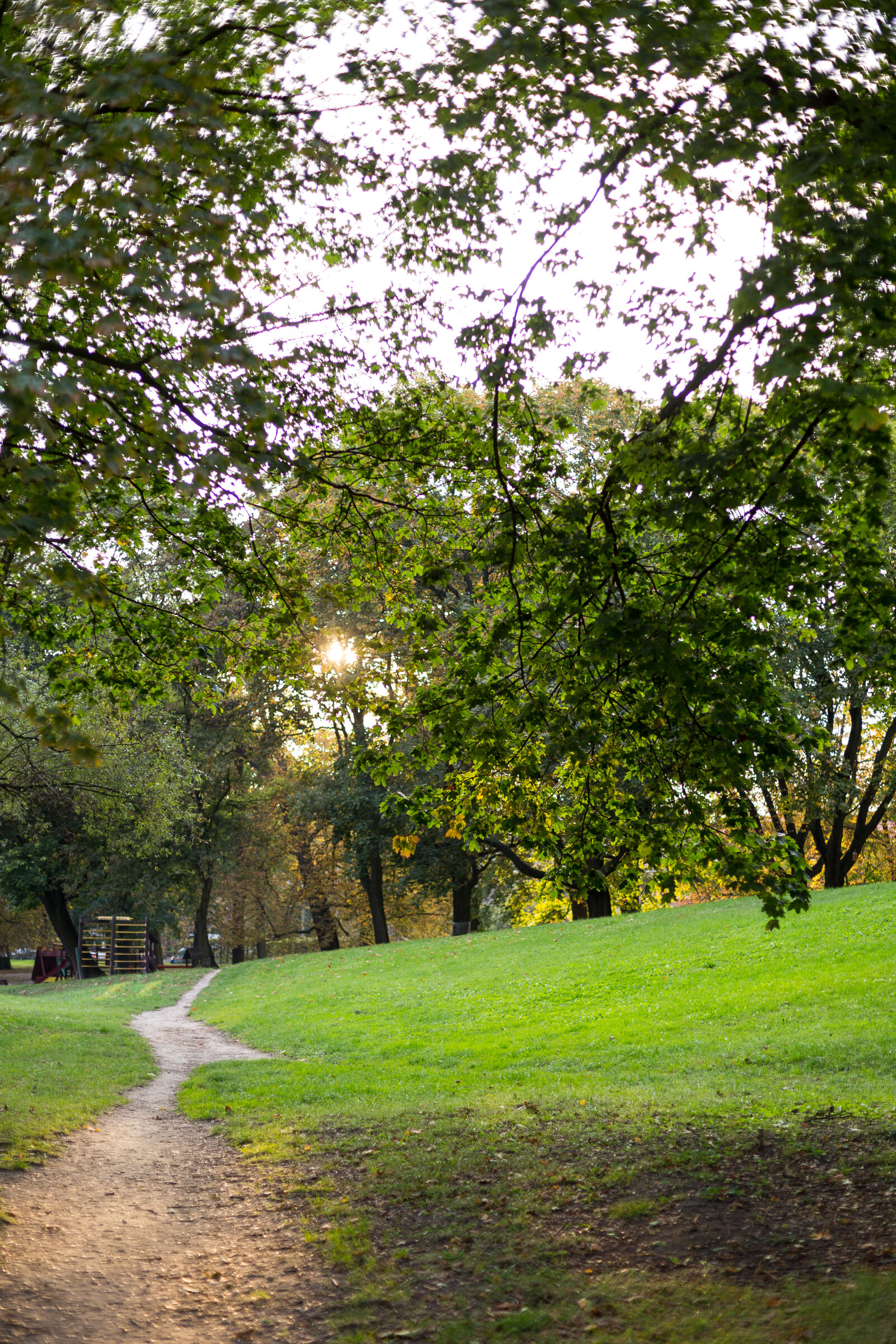 Canon EOS 6D + Canon EF 50mm F1.4 USM sample photo. Autumn, grass, leaf, leaves photography