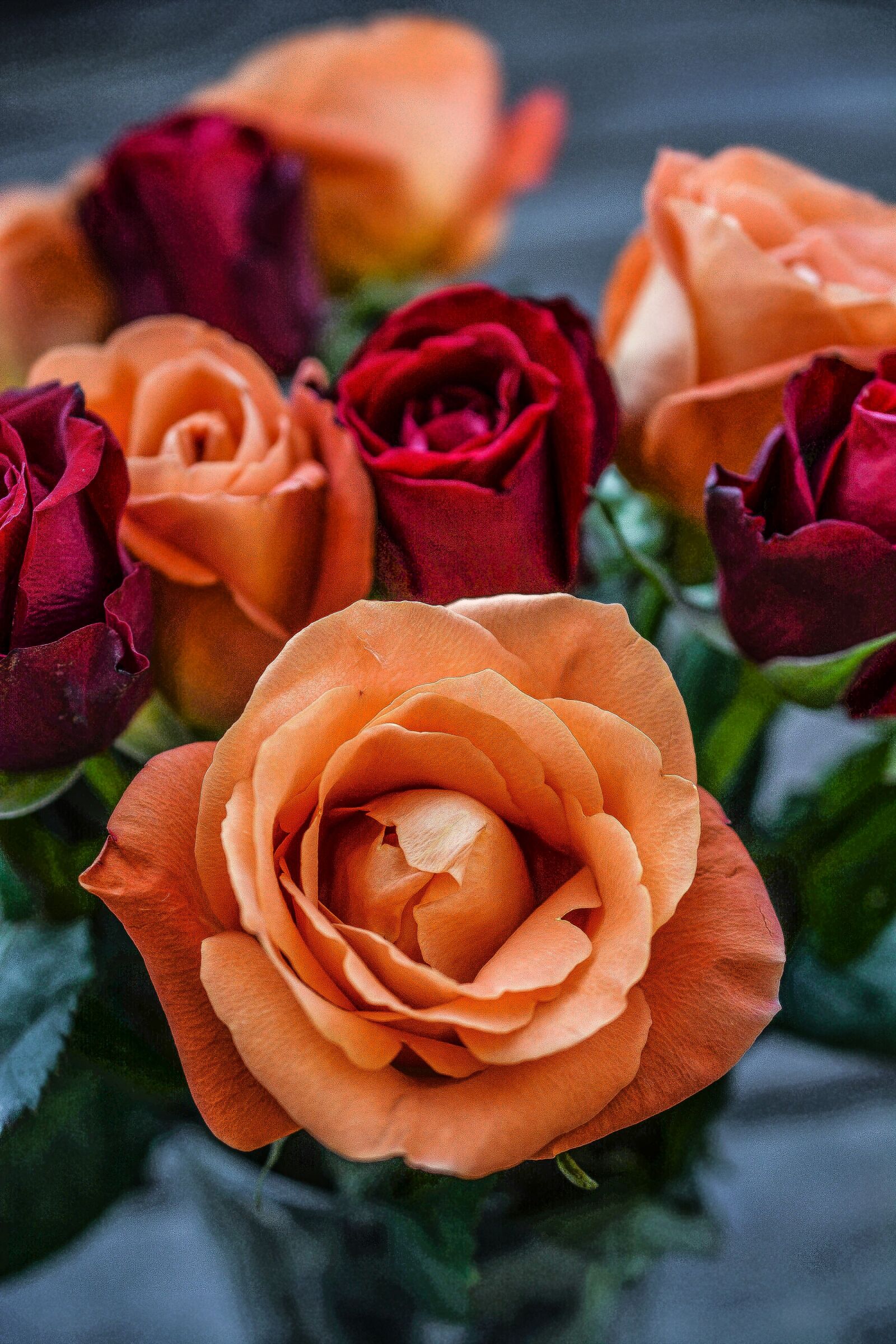 Nikon D5200 sample photo. Roses, flower, leaf photography