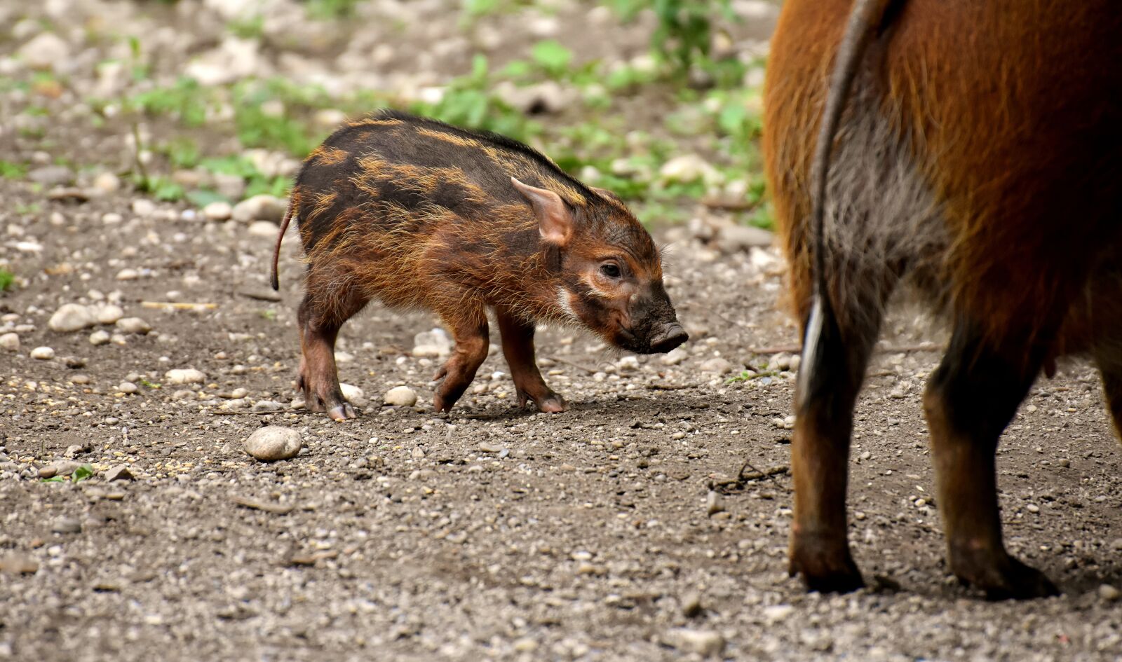 Nikon D7200 sample photo. Brush ear pig, potamochoerus photography