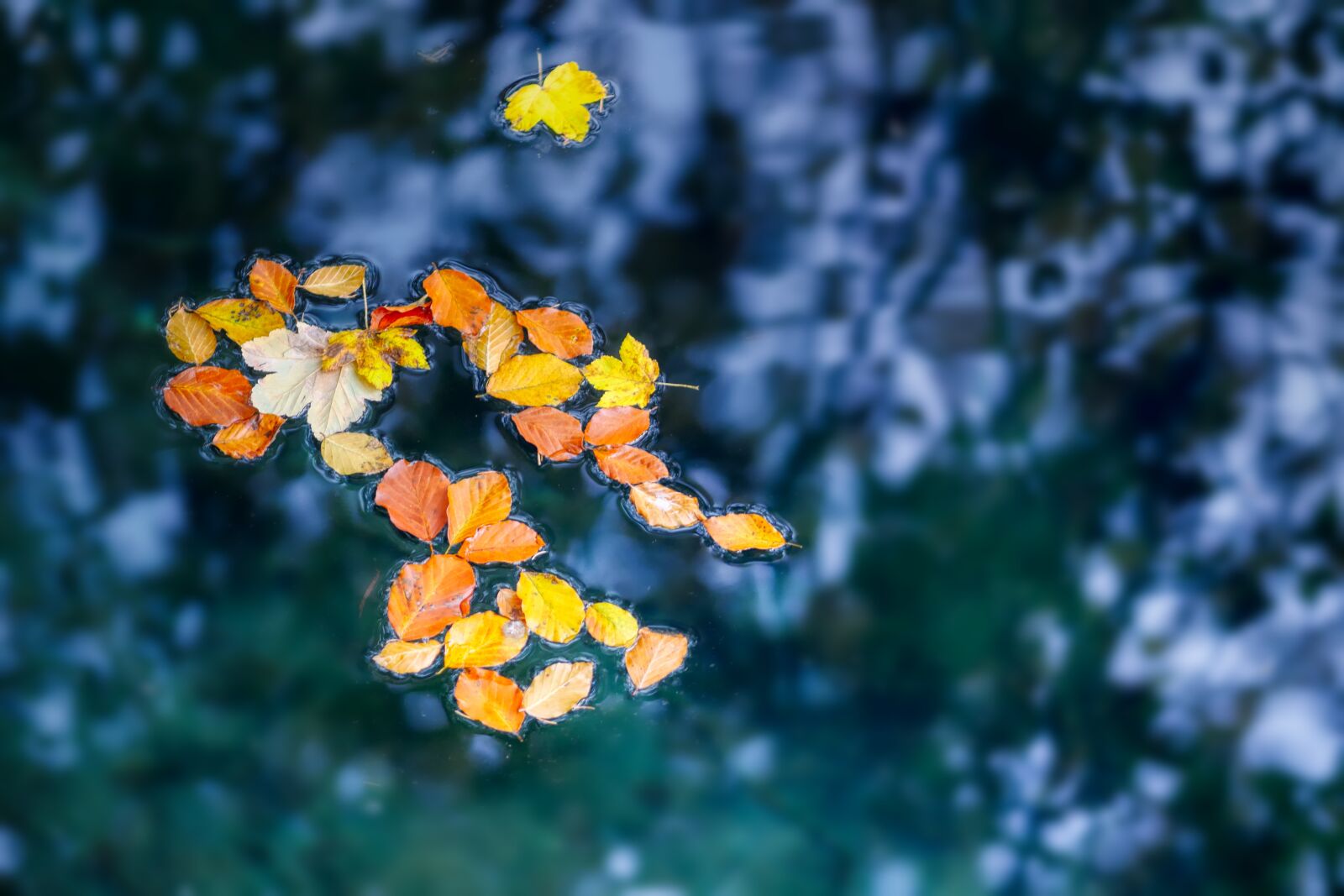 Panasonic Lumix DC-G90 (Lumix DC-G91) sample photo. Leaves, fall leaves, swim photography