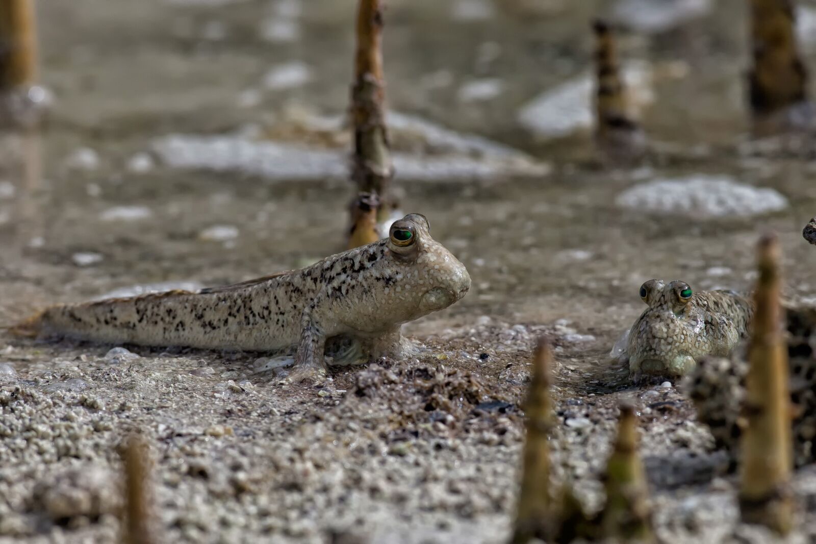 Canon EOS 5D Mark II sample photo. Fish, mudskippers, the roots photography