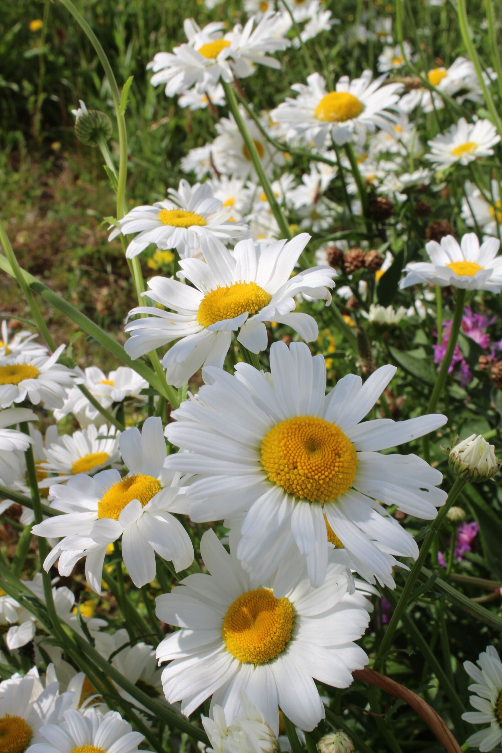 Canon EOS 1300D (EOS Rebel T6 / EOS Kiss X80) sample photo. Marguerite, flower, green photography