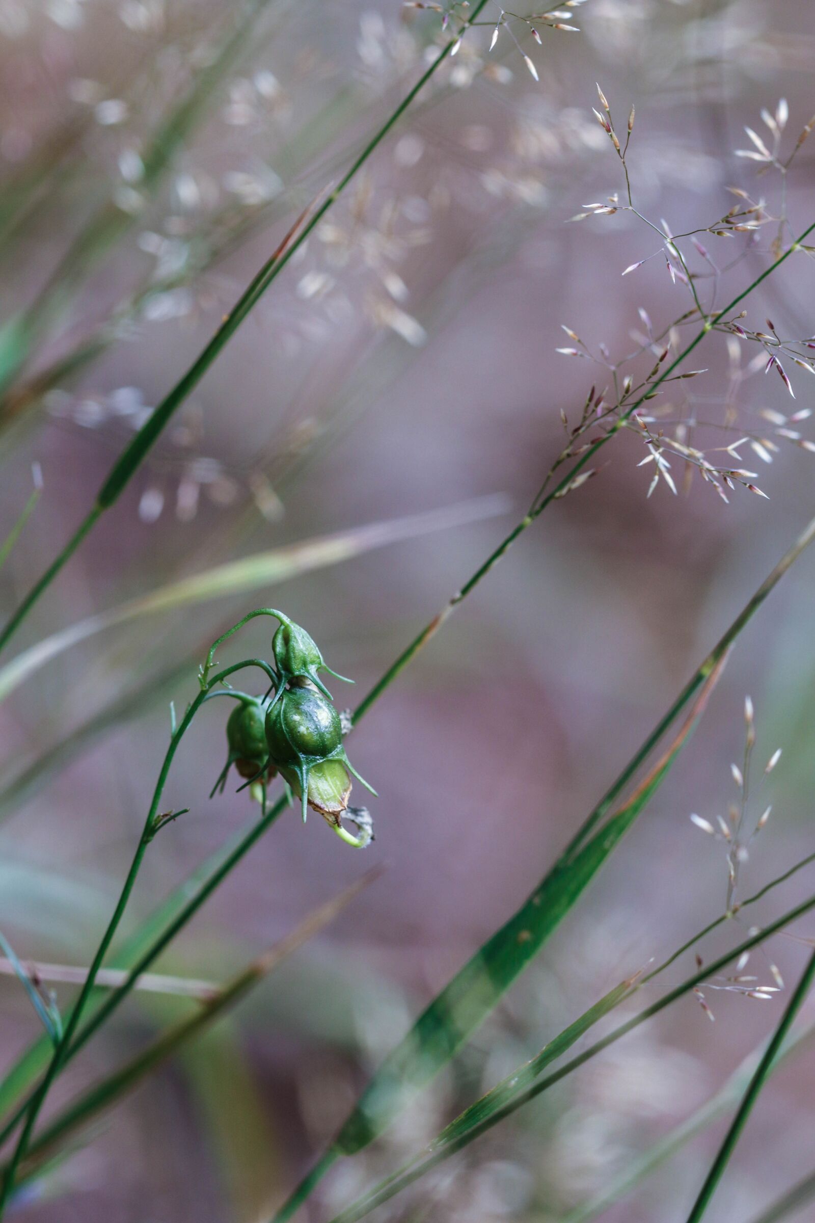 Canon EOS 7D Mark II sample photo. Growth, wildflower, straw photography