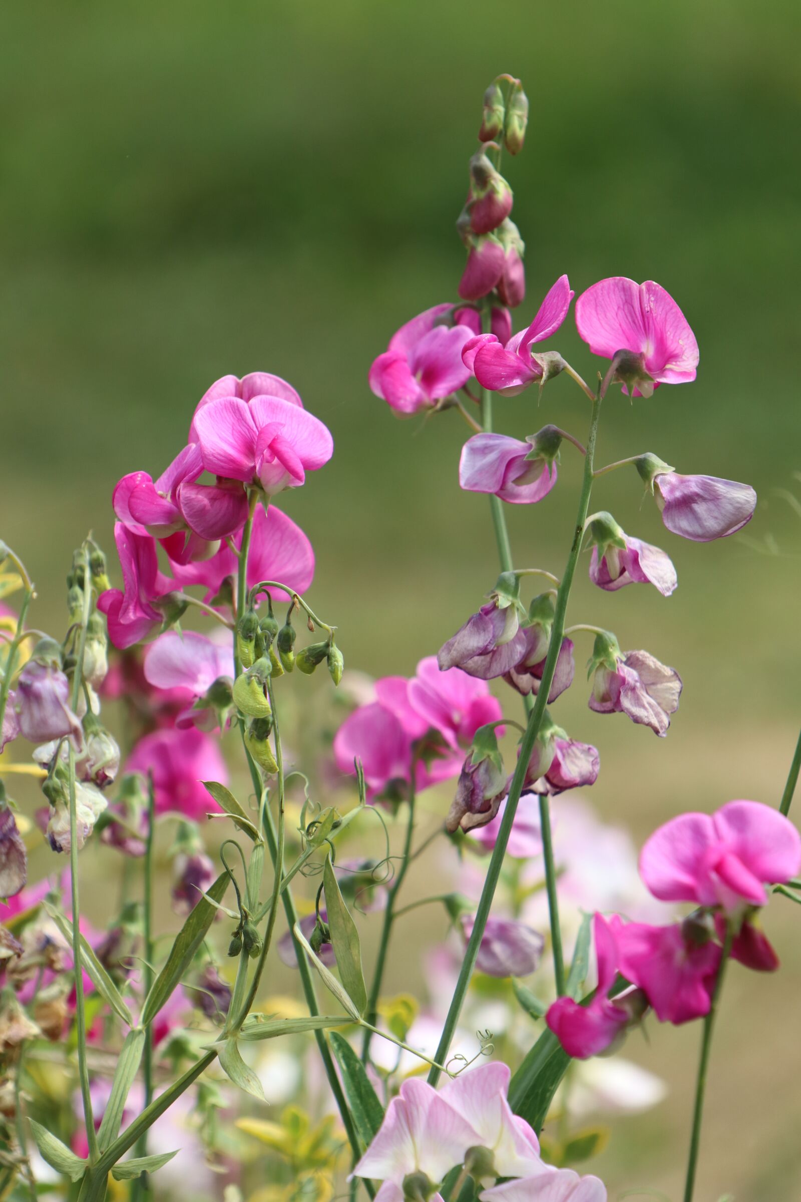 Canon EOS M6 sample photo. Summer, garden, flowers photography