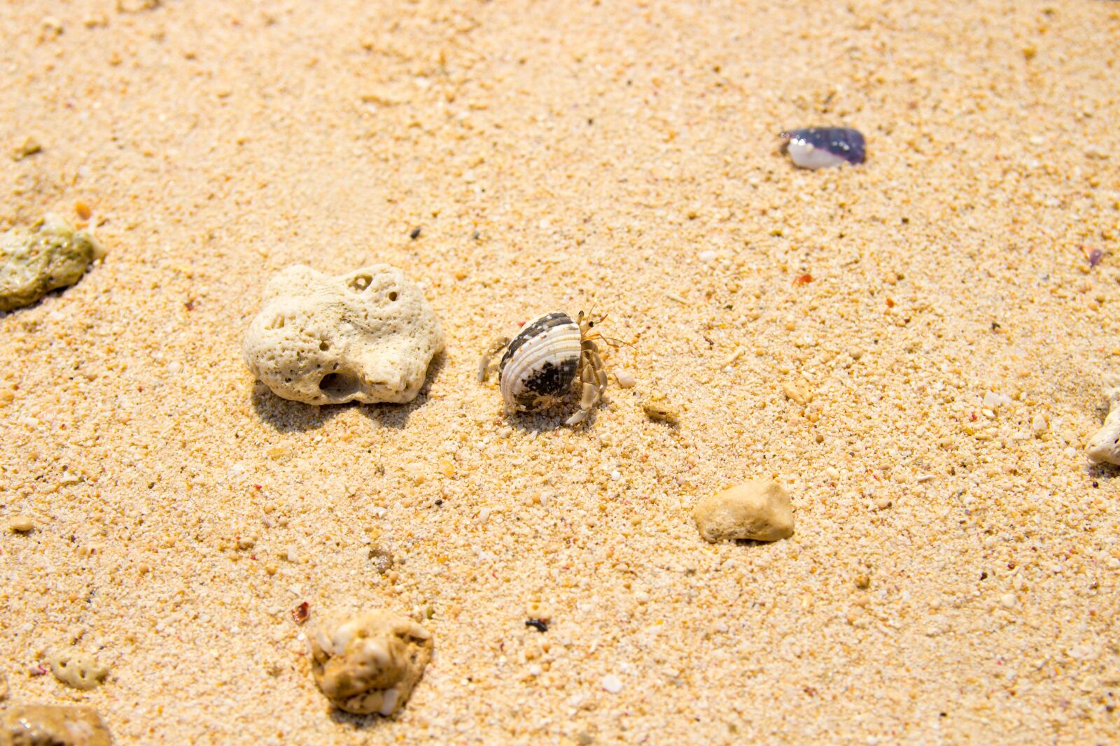 Canon EOS 700D (EOS Rebel T5i / EOS Kiss X7i) sample photo. Sand, beach, crab photography