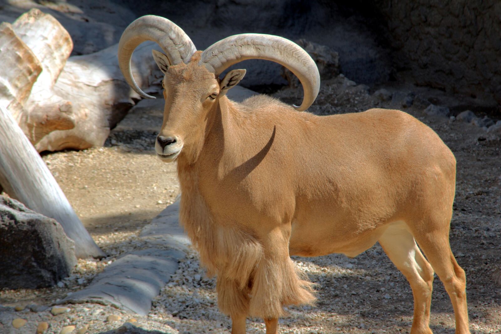 Canon EOS 650D (EOS Rebel T4i / EOS Kiss X6i) sample photo. Animal, zoo, african photography