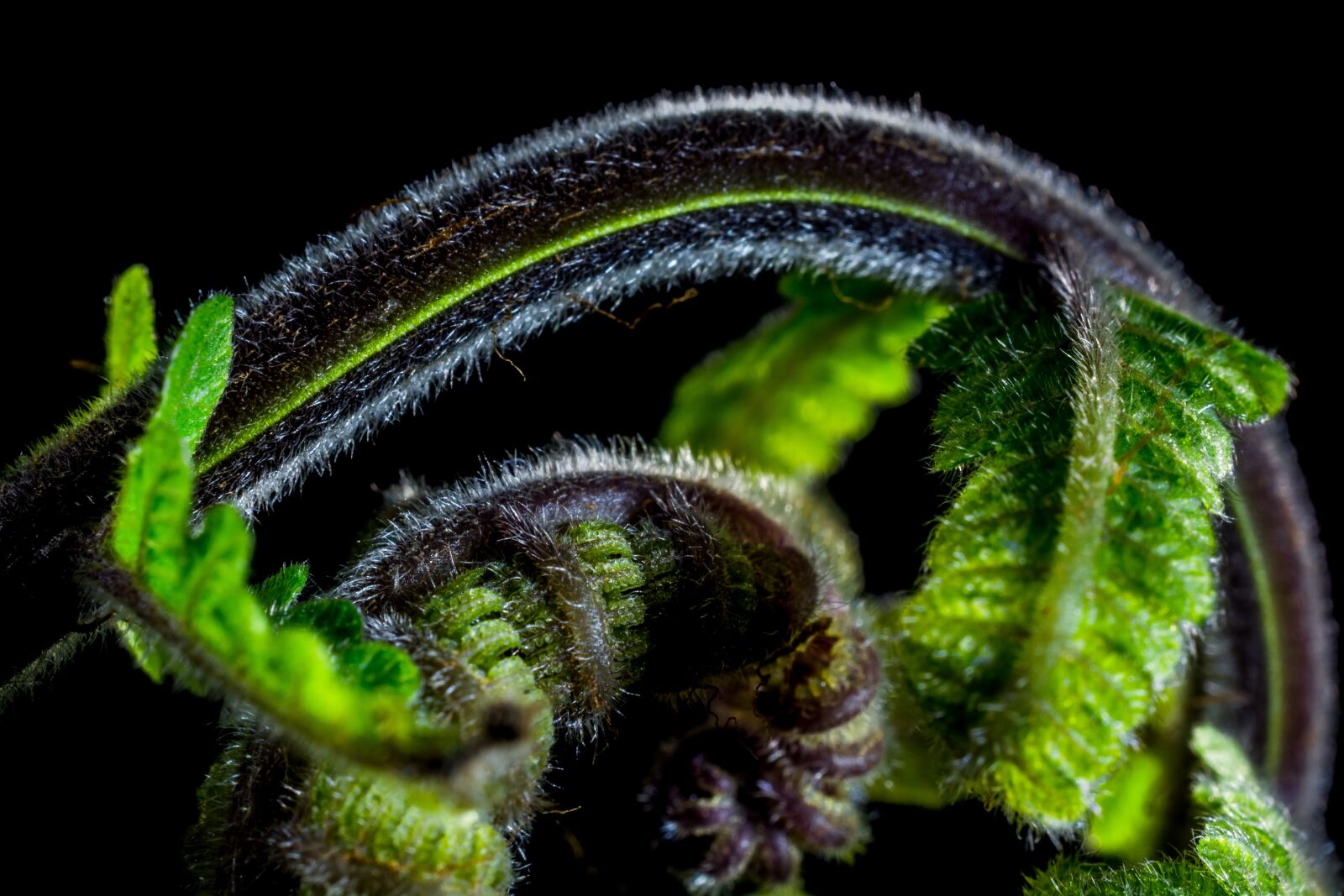 Nikon D5200 sample photo. Fern, young fern, fresh photography