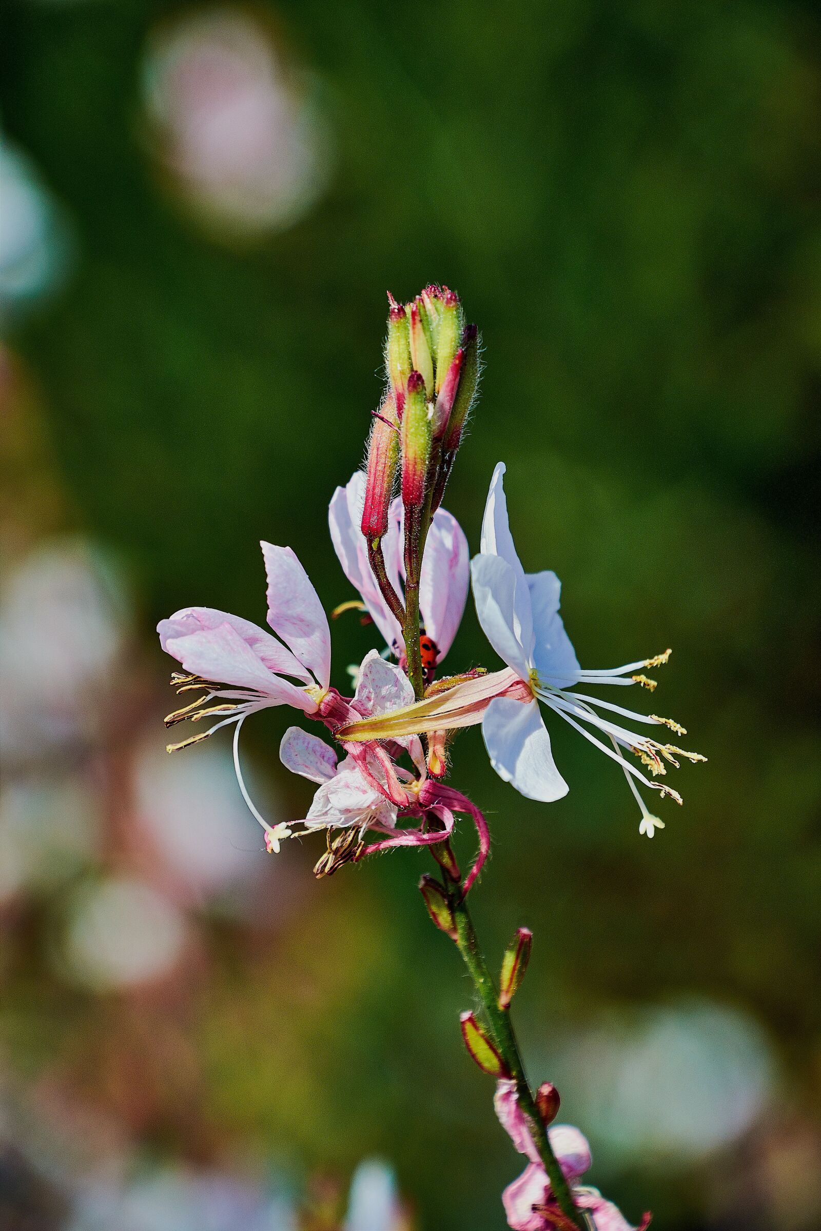 Nikon D7200 sample photo. Flower, color, plant photography