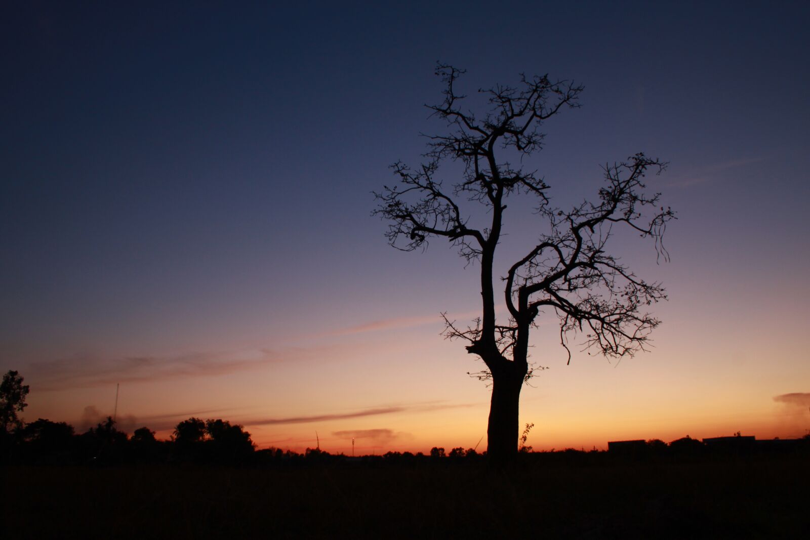 Canon EOS 500D (EOS Rebel T1i / EOS Kiss X3) sample photo. Sunset, branch, tree photography