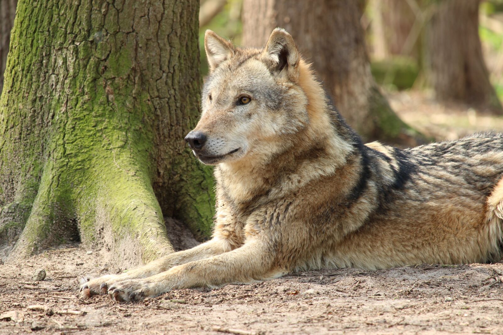 Canon EF-S 55-250mm F4-5.6 IS STM sample photo. Nature, mammal, wild photography