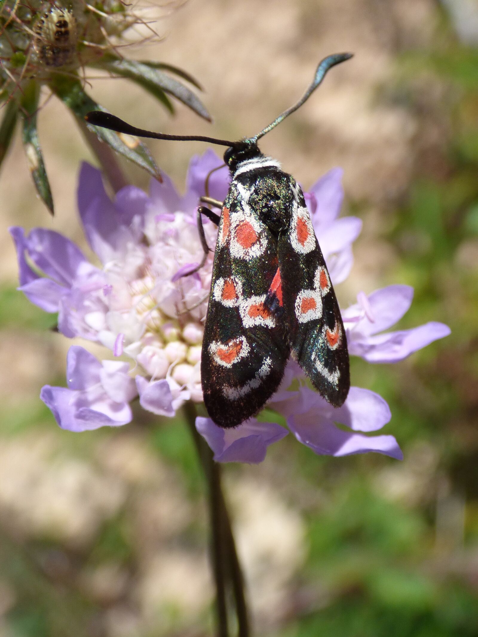 Panasonic Lumix DMC-FZ70 sample photo. Butterfly, zygaena filipendulae, gitaneta photography