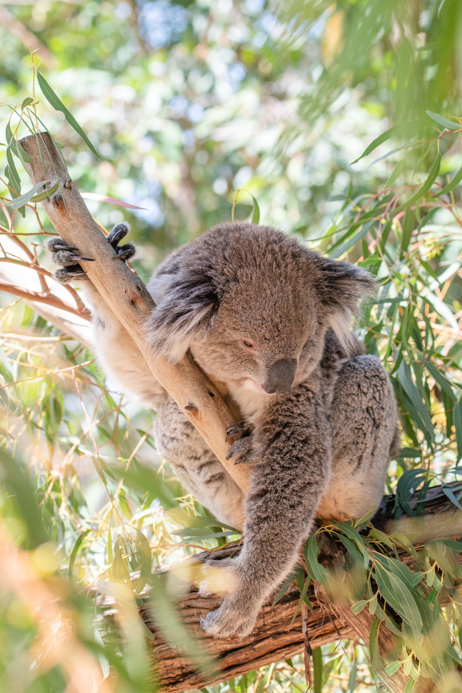 Nikon D850 sample photo. Koala, marsupial, herbivore photography