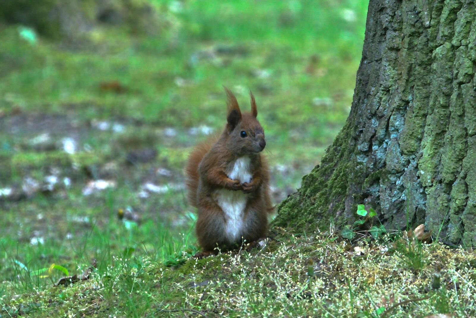 Sony FE 70-300mm F4.5-5.6 G OSS sample photo. Eurasian squirrel, nature, animal photography