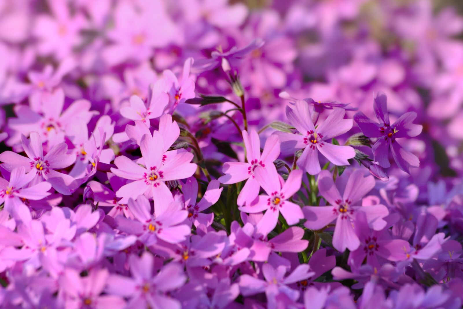 Canon EOS 750D (EOS Rebel T6i / EOS Kiss X8i) sample photo. Phlox, plam nka, rock photography