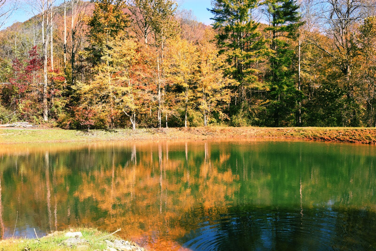 Nikon D7200 sample photo. Fall, trees, autumn photography