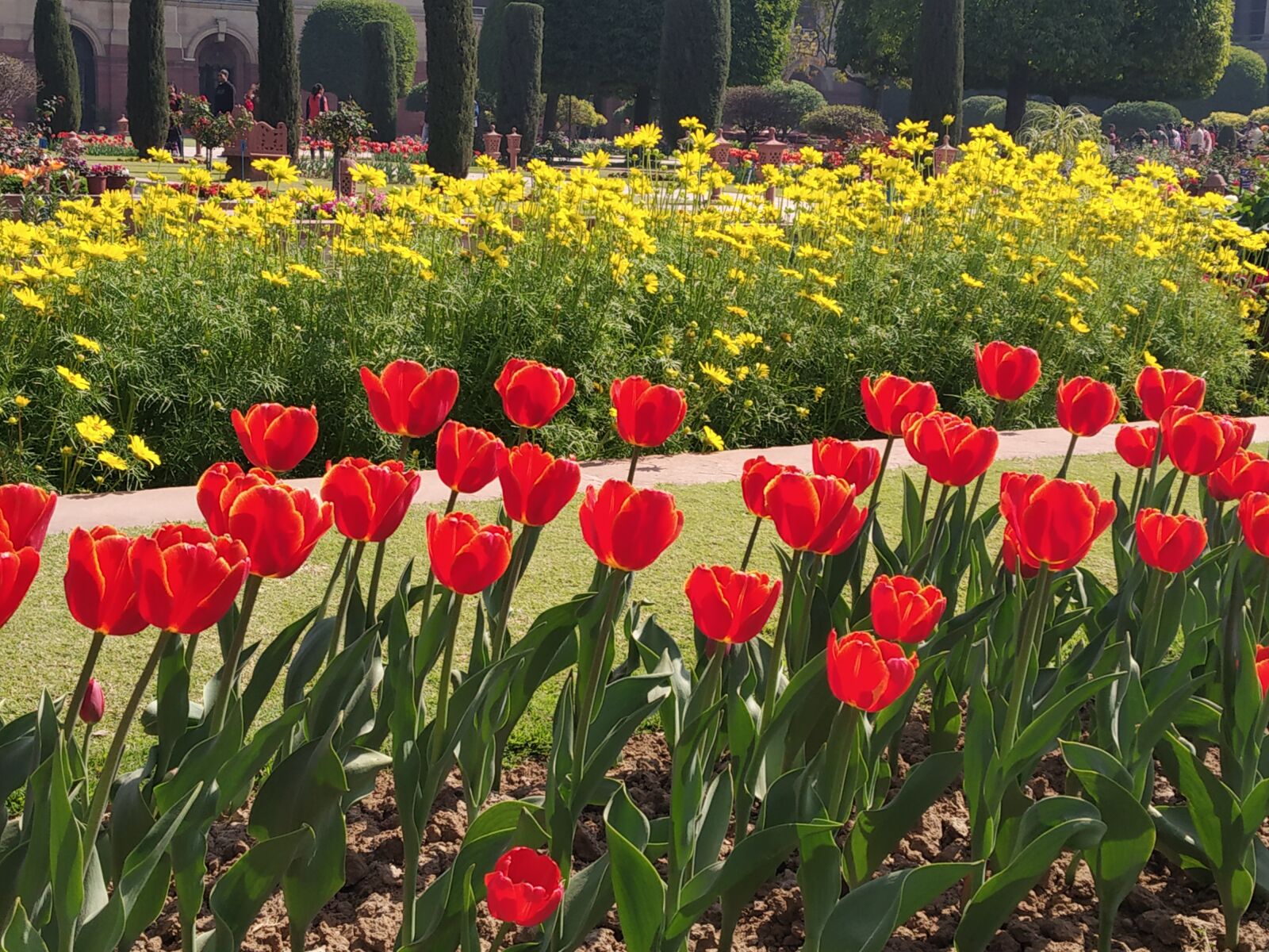 Xiaomi Redmi Note 5 Pro sample photo. Tulips, red, garden photography