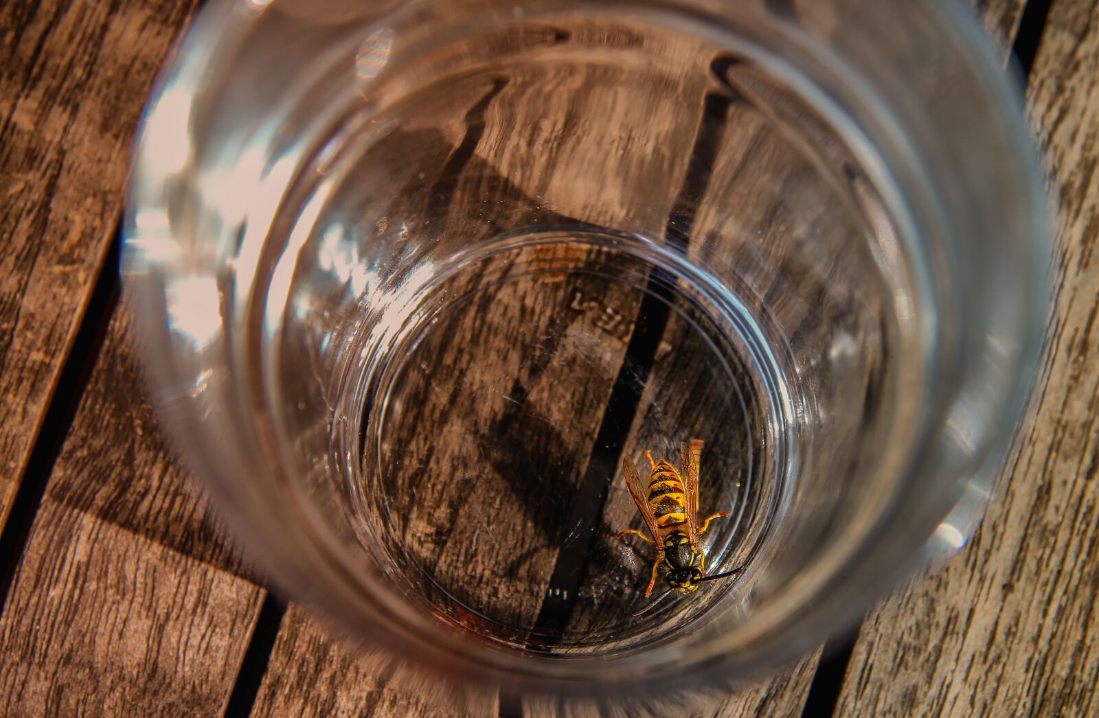 Canon EOS 650D (EOS Rebel T4i / EOS Kiss X6i) sample photo. Wasp, risk, animal photography