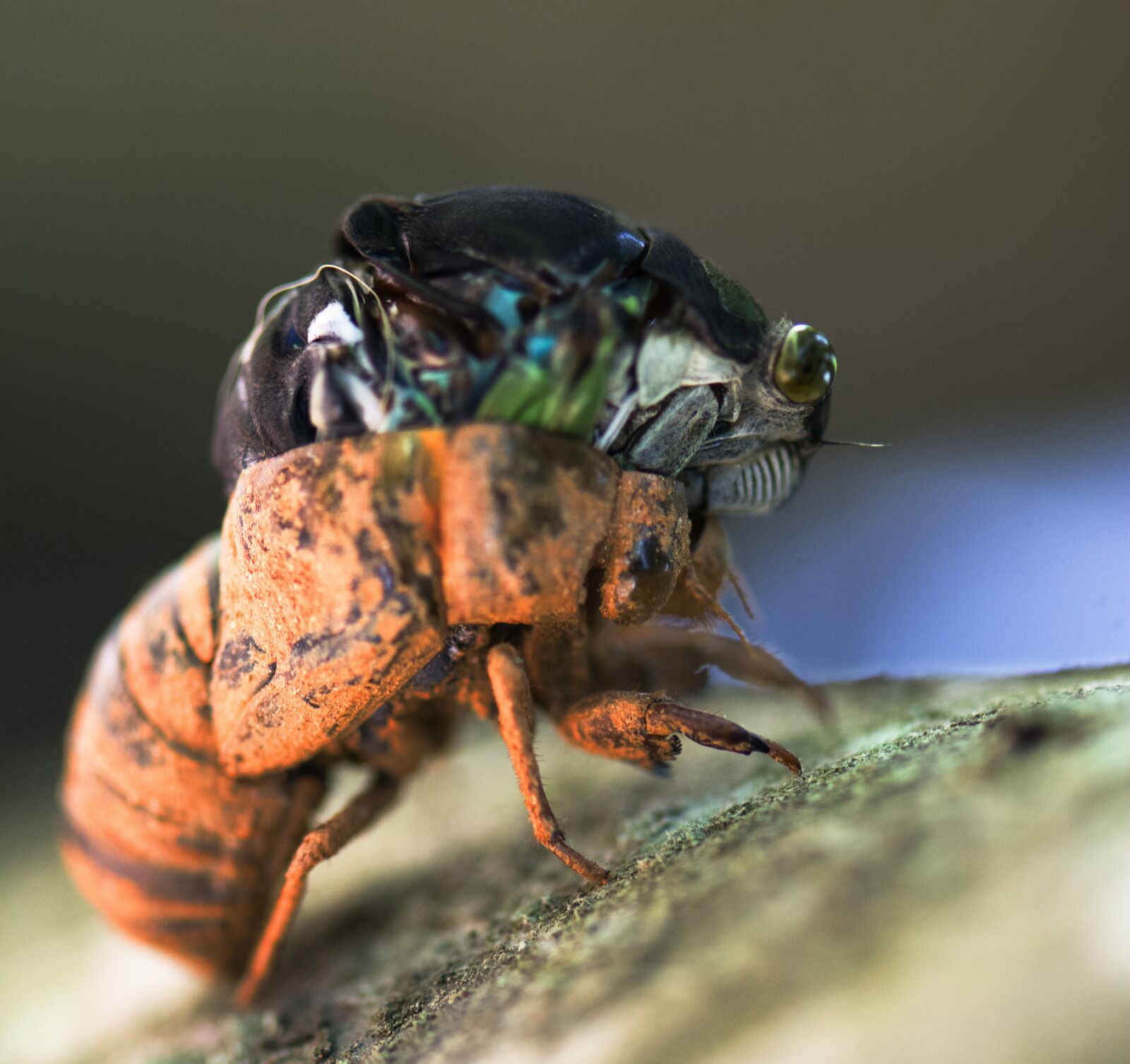 Nikon D7100 sample photo. Cicada, metamorphosis, insects photography