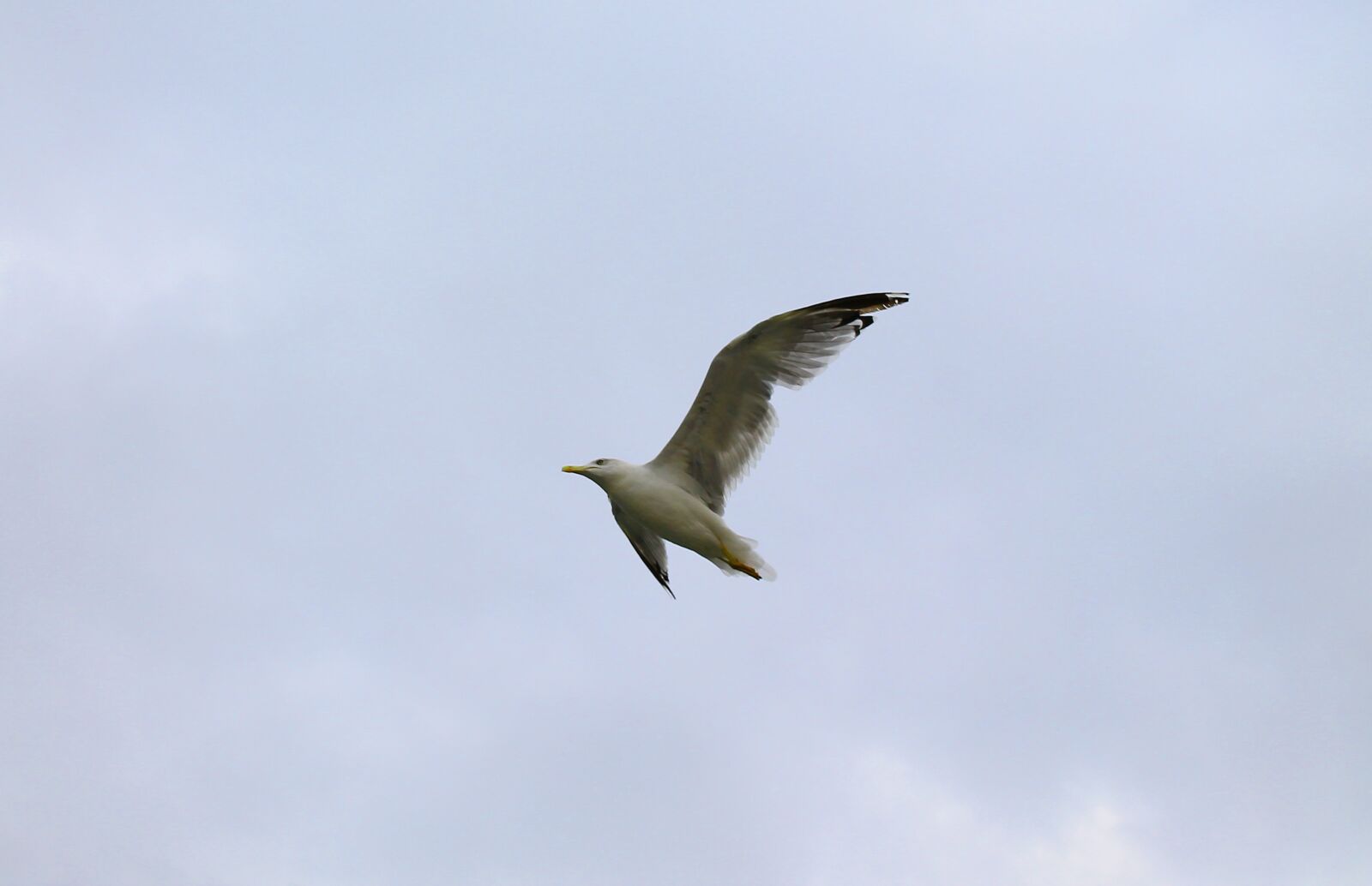 Canon EOS 1100D (EOS Rebel T3 / EOS Kiss X50) sample photo. Seagull, flight, wings photography
