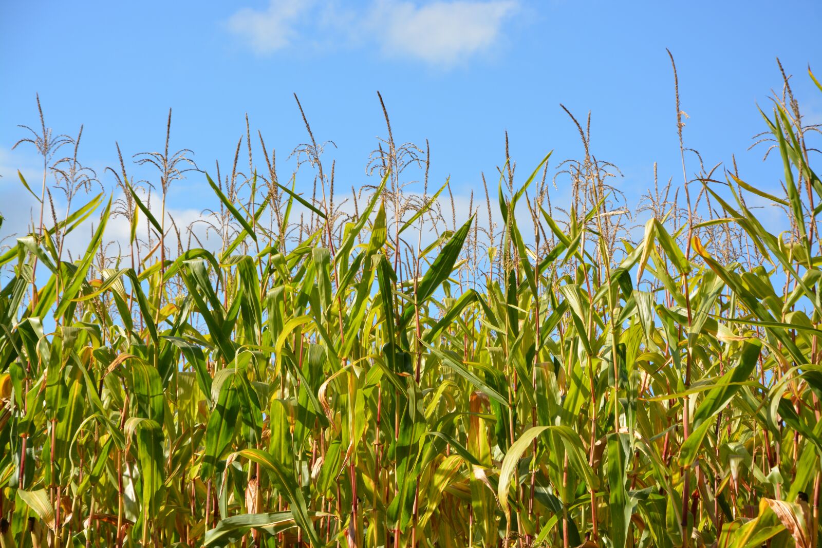 Nikon D5200 sample photo. Corn, crop corn, harvest photography
