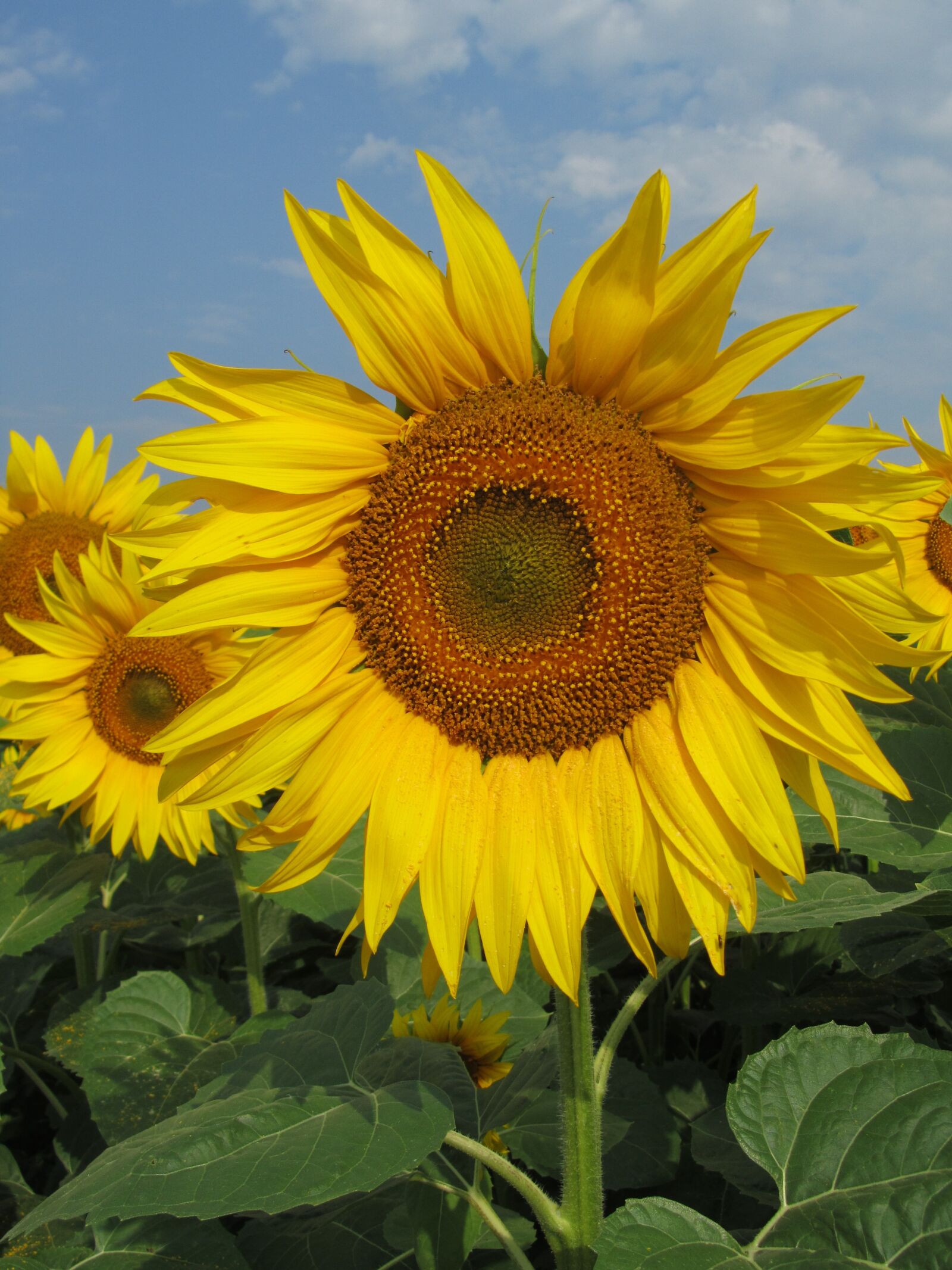 Canon PowerShot SX210 IS sample photo. Field, sunflower, flowers photography