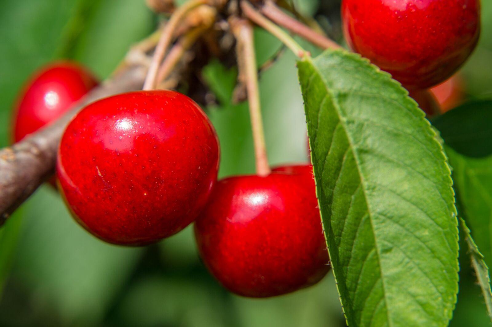 Sony SLT-A58 sample photo. Cherries, red, fruits food photography