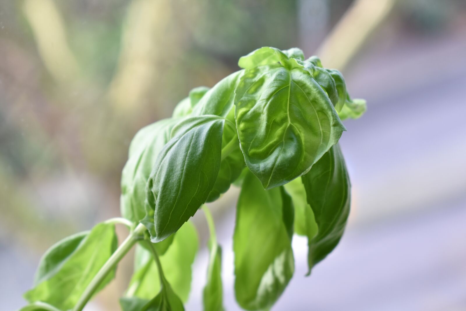 Nikon D3400 sample photo. Green, plant, nature photography