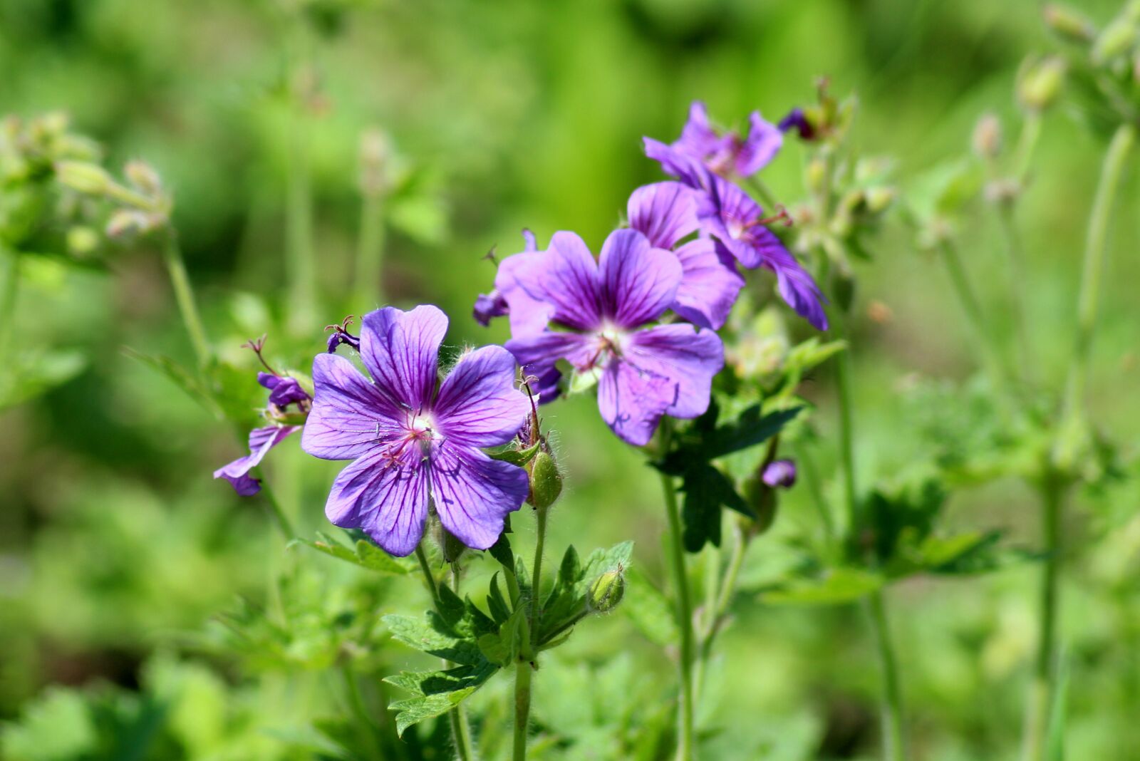 Canon EOS 1200D (EOS Rebel T5 / EOS Kiss X70 / EOS Hi) sample photo. Flowers, violet, summer photography