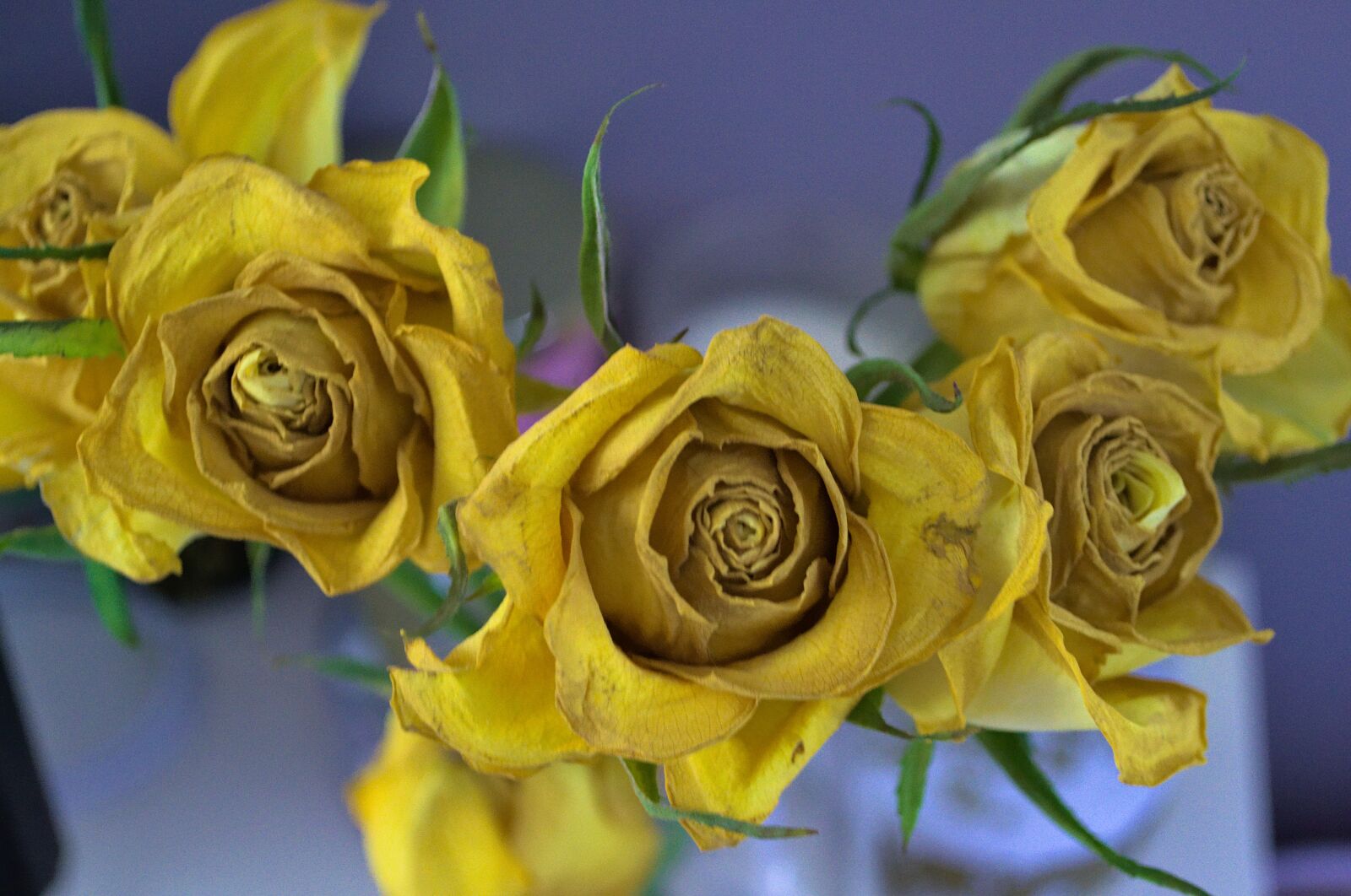 Nikon D3100 sample photo. Roses, yellow, decay photography