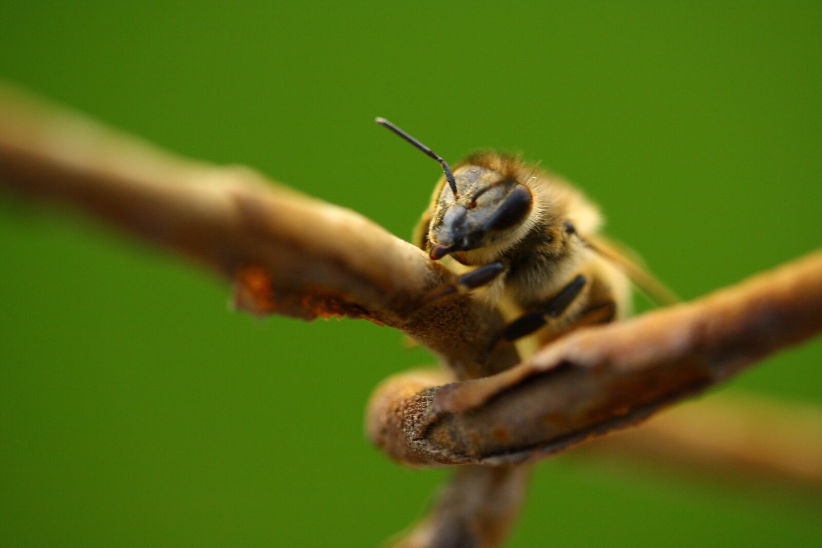 Canon EOS 40D sample photo. Bee, macro, animal photography