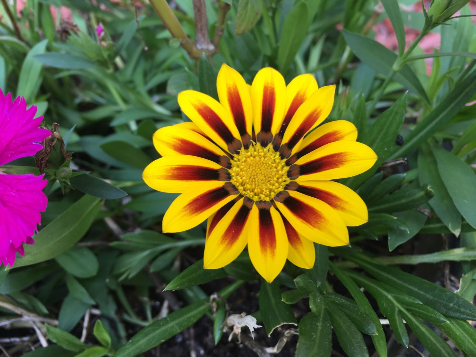 Apple iPhone 6s Plus sample photo. Flower, yellow, daisy photography