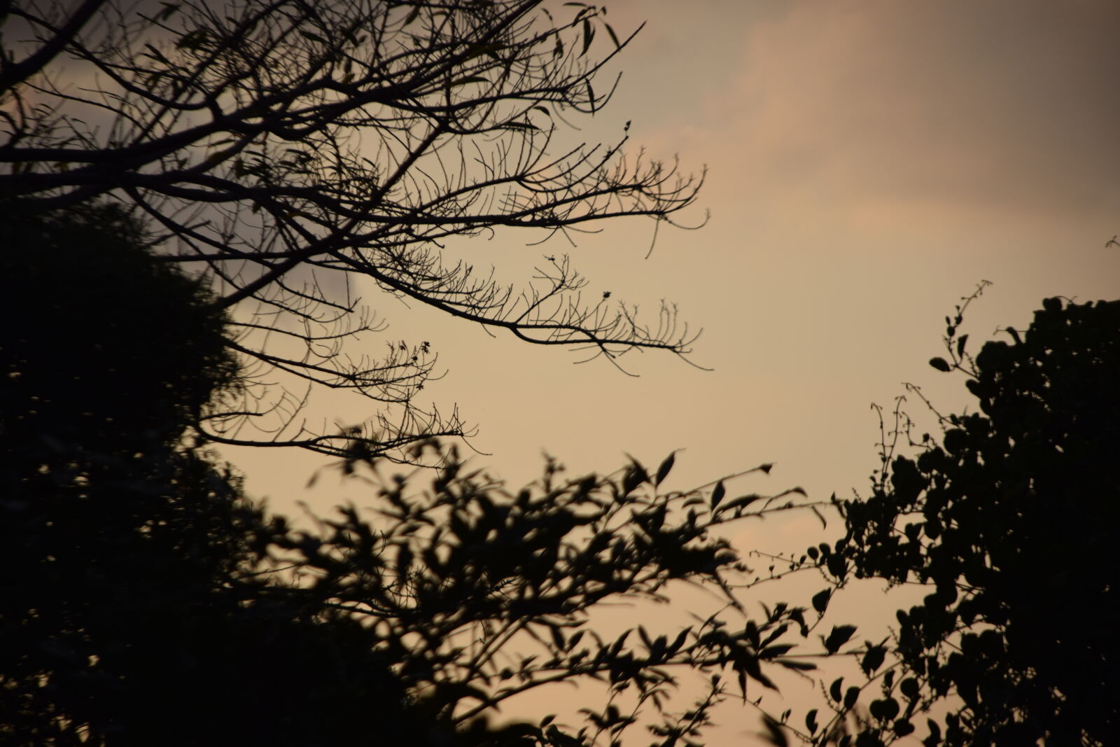 Nikon AF-S DX Nikkor 18-135mm F3.5-5.6G ED-IF sample photo. Dark, dusk, leaves, trees photography