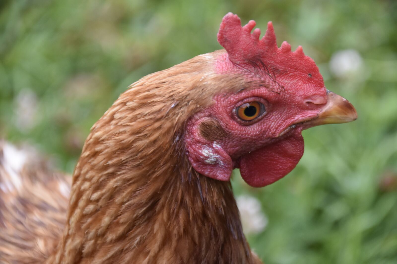 Nikon D5600 sample photo. Hen, laying hen, beak photography