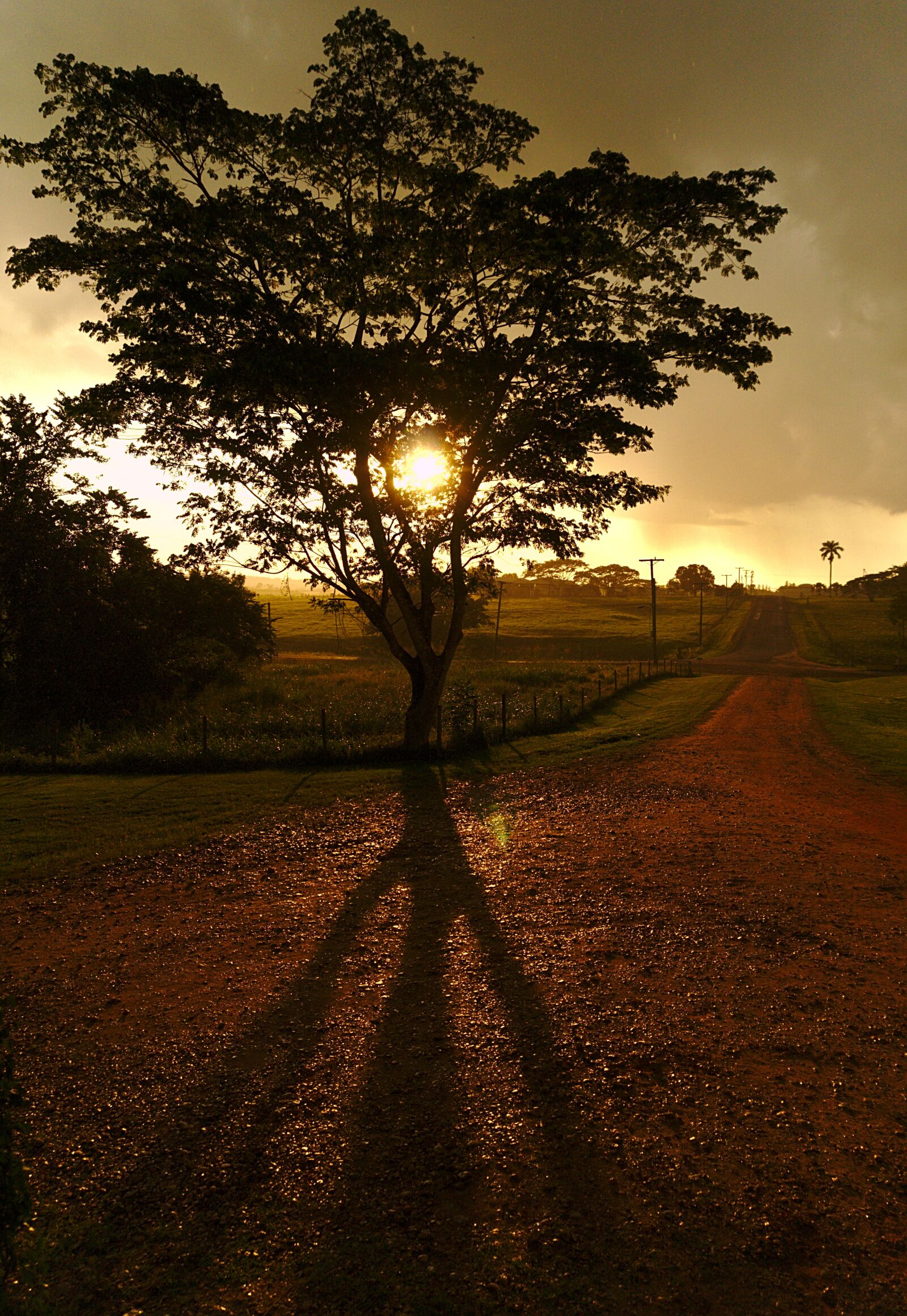 Sony a6000 sample photo. Tree, sunset, shadow photography