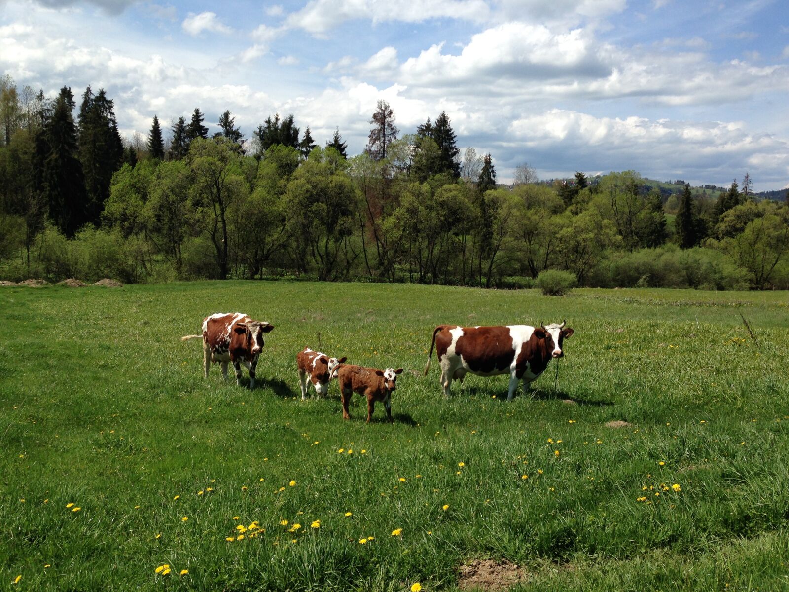 Apple iPhone 5c sample photo. Animals, cows, herd photography