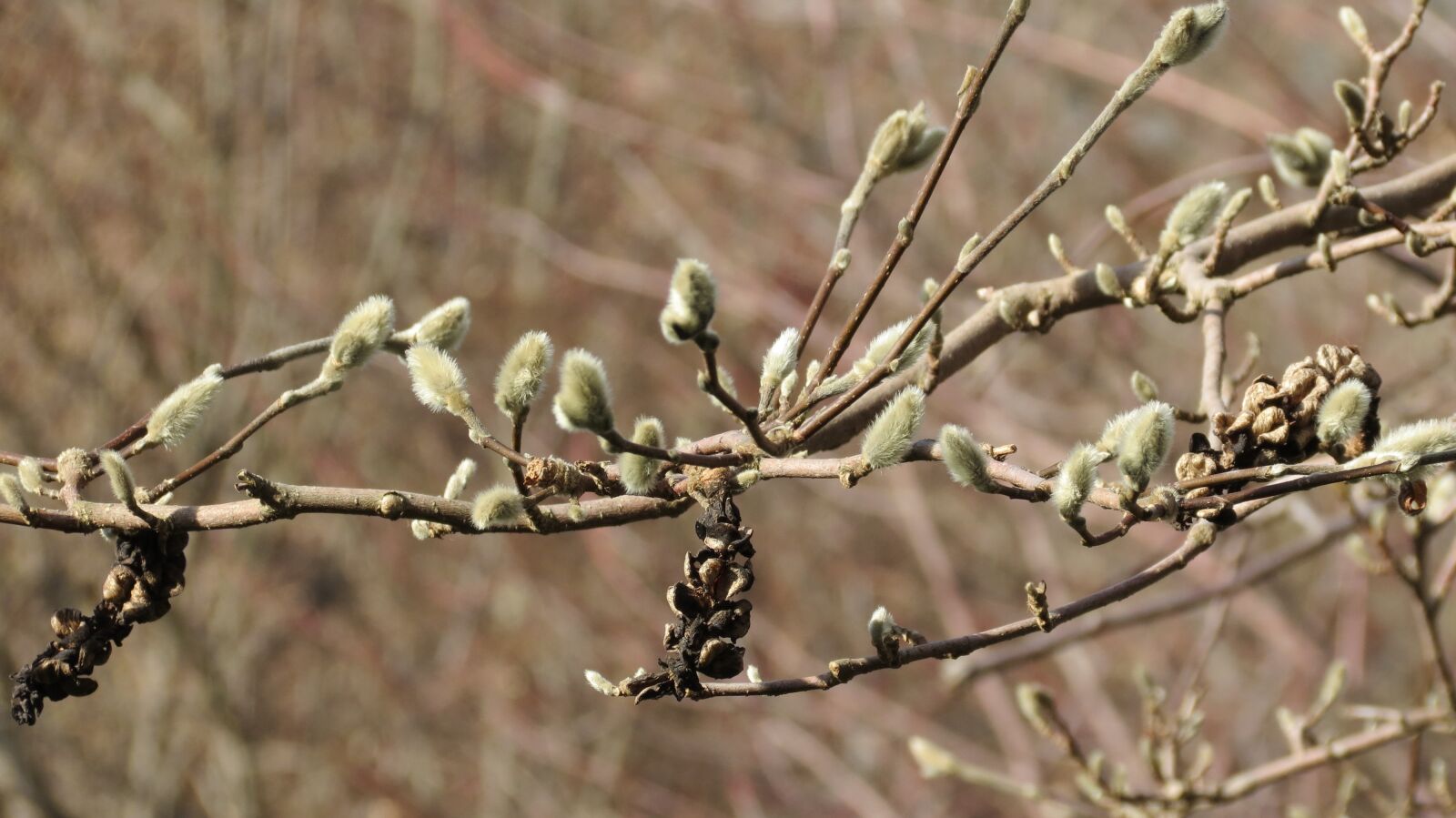 Canon PowerShot SX40 HS sample photo. Bud, green, spring photography