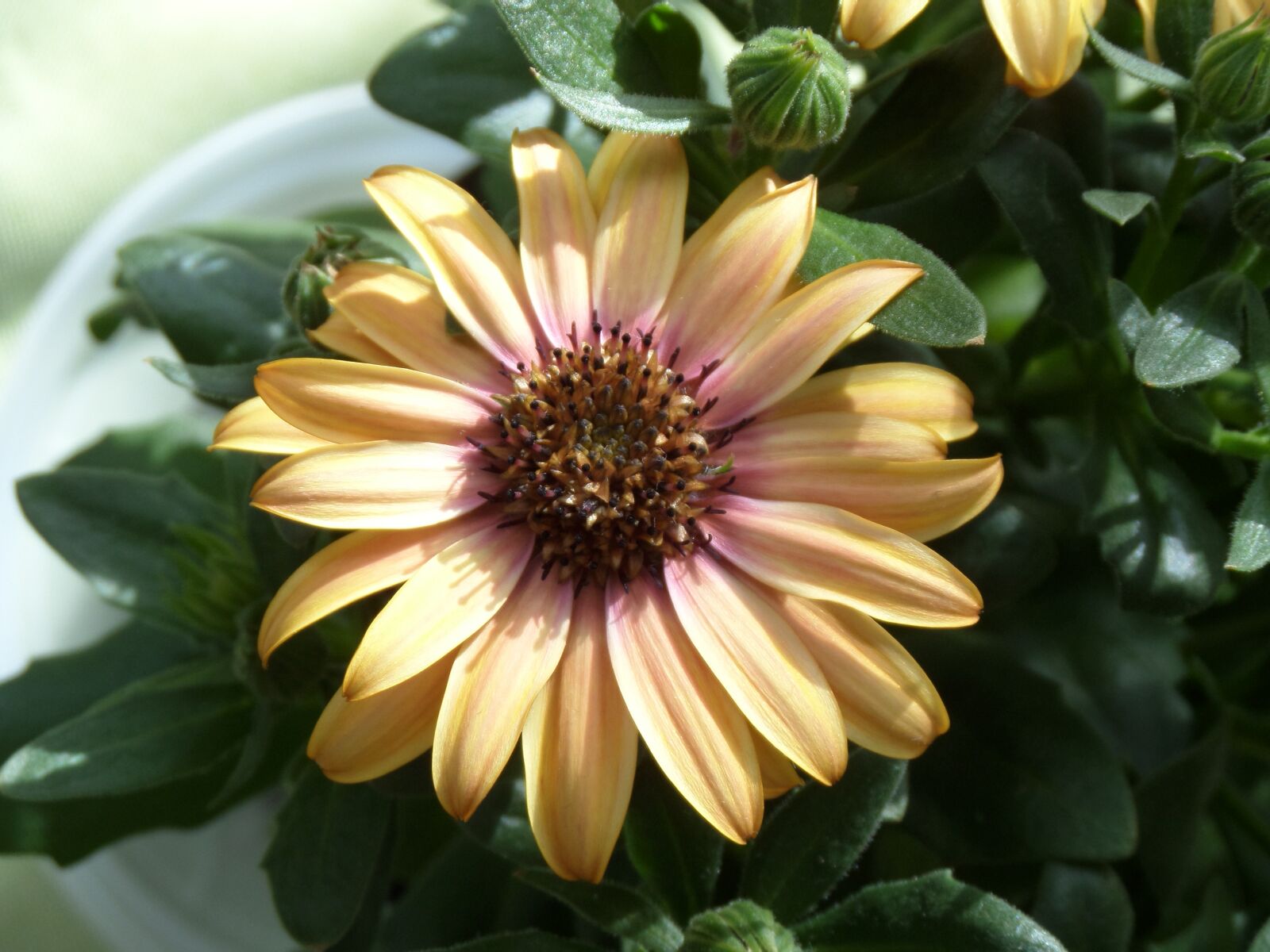 Samsung WB200F/WB201F/WB202F sample photo. Margarite, flower, plant photography