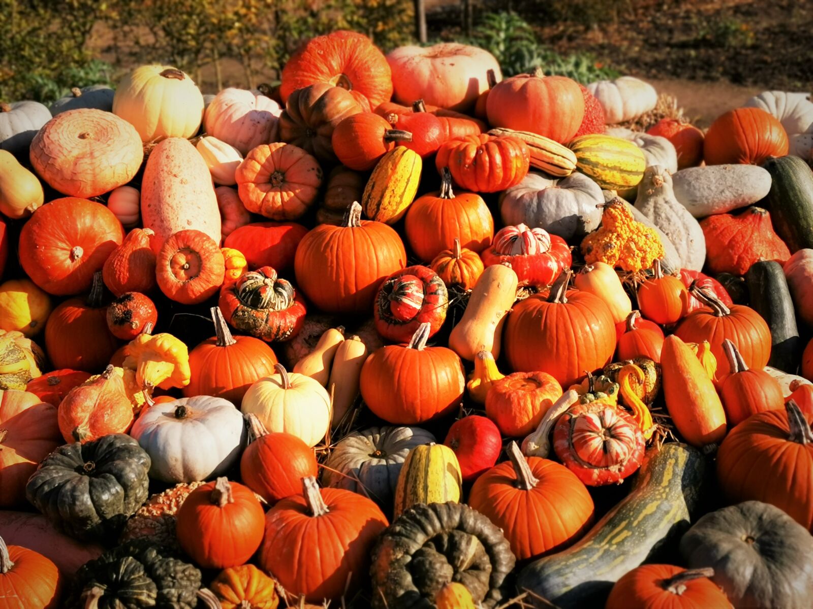 HUAWEI Mate 20 Pro sample photo. Pumpkin, pumpkins, autumn photography