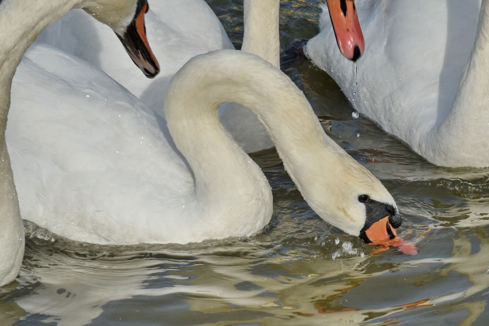 Nikon D5500 sample photo. Bird family, birds, flock photography
