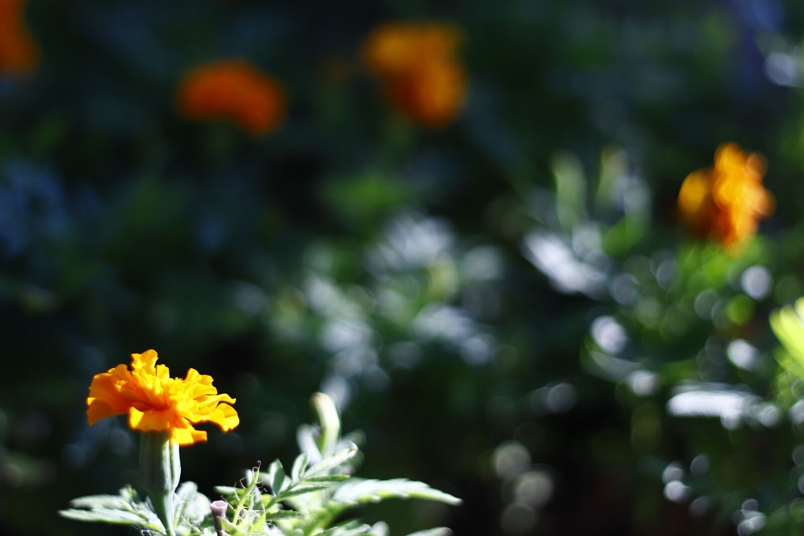 Canon EF 50mm F1.8 II sample photo. Yellow, flower, nature photography