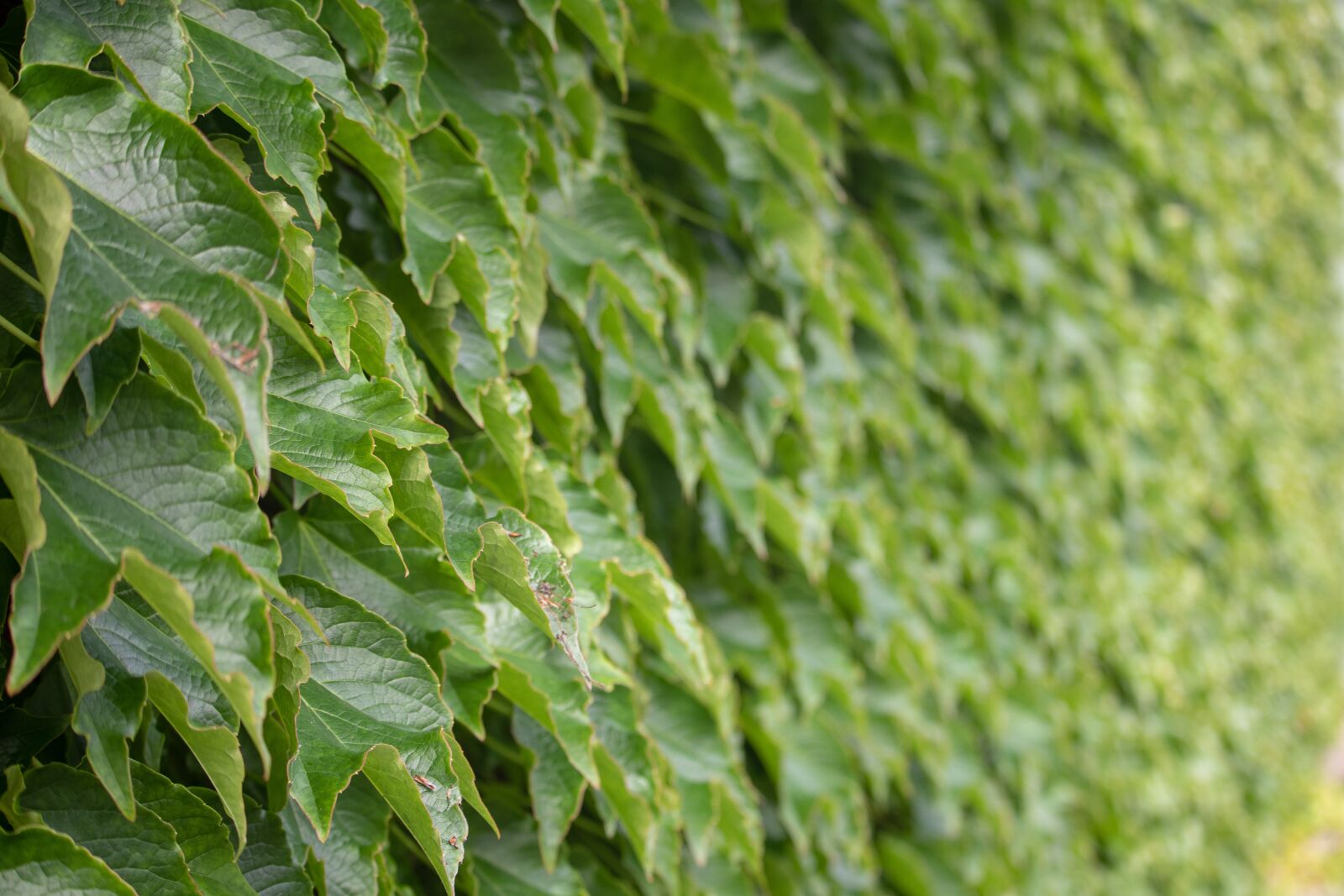 Canon EOS 200D (EOS Rebel SL2 / EOS Kiss X9) sample photo. Ivy, green, leaves photography