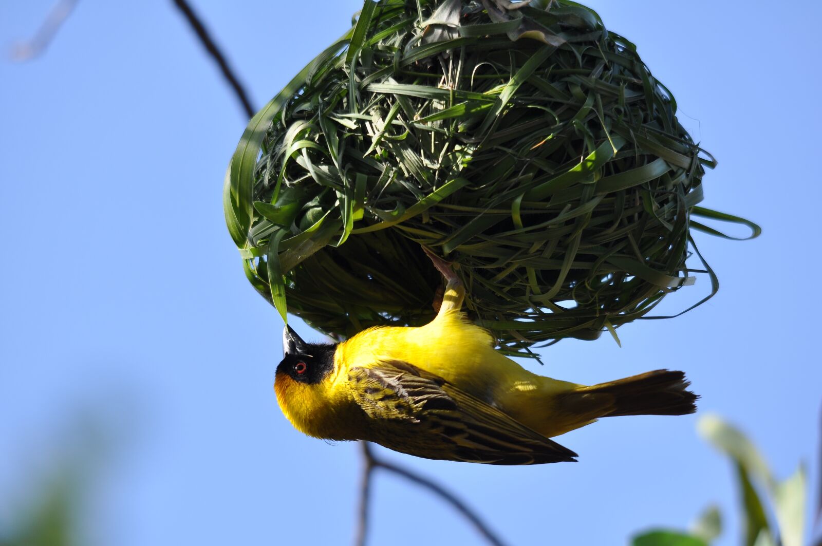 Nikon D90 sample photo. Nature, bird, food photography